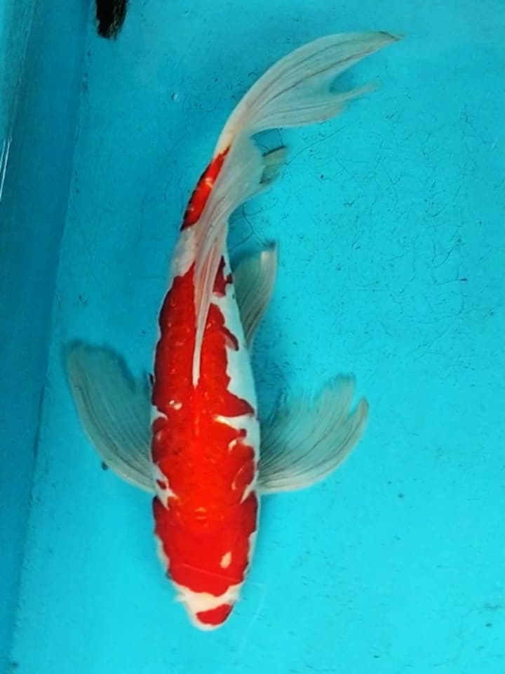 KUMPAY SLAYER KOHAKU ARAGOKE 40cm