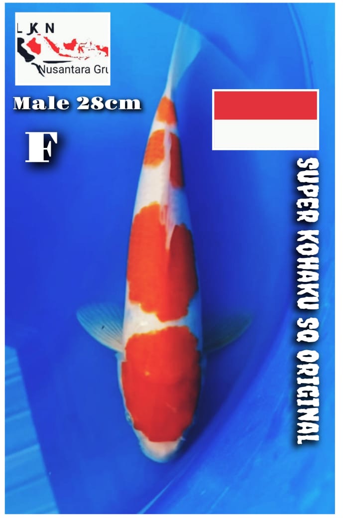 SUPER KOHAKU SQ ORIGINAL MALE LOKASI IKAN DI BOJONEGORO 28cm