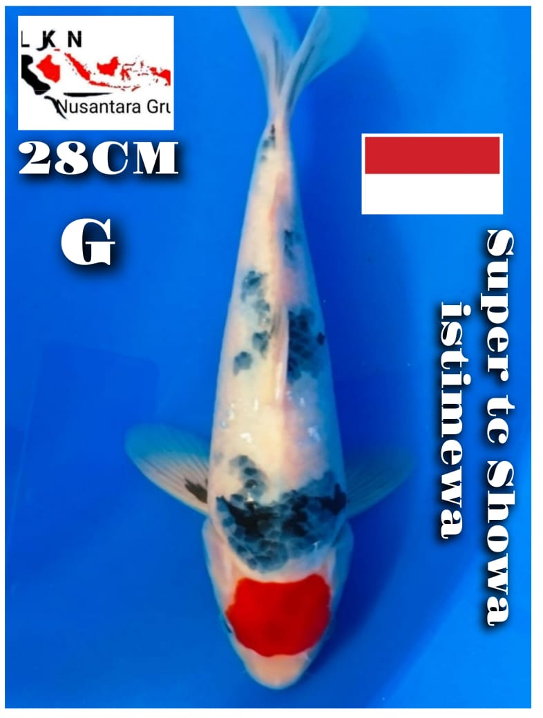 SUPER TC SHOWA CALON JOS ISTIMEWA LOKASI IKAN DI BOJONEGORO JAWA TIMUR 28cm