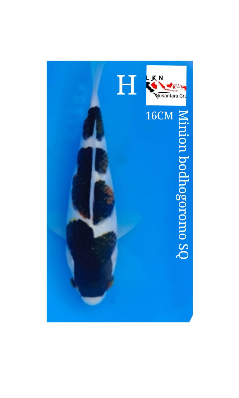 MINION SQ BODHOGORMO READY SHOW LOKASI IKAN DI BOJONEGORO JAWA TIMUR 16cm