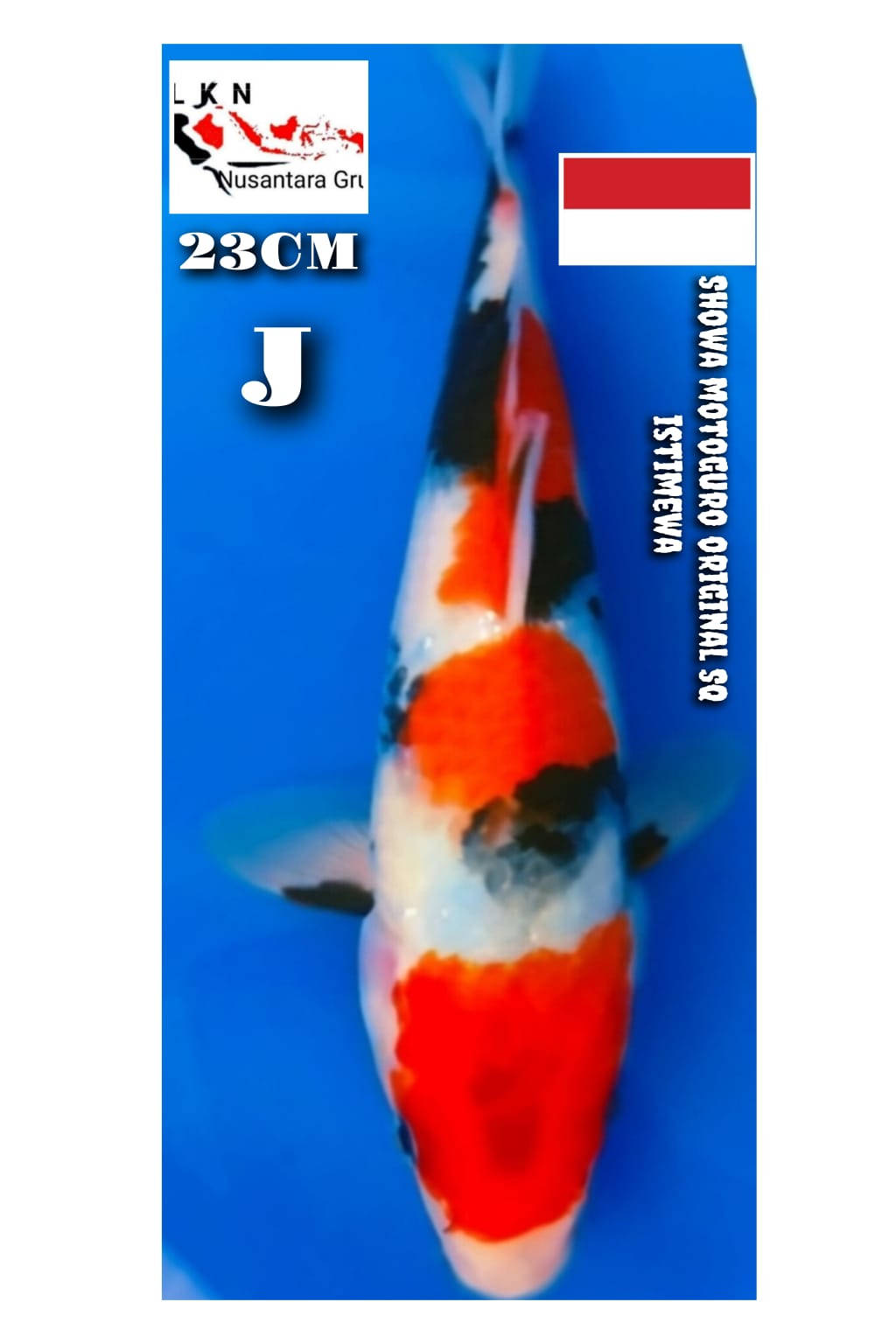 SHOWA MOTOGURO ORIGINAL ISTIMEWA LOKASI IKAN DI BOJONEGORO JAWA TIMUR 23cm