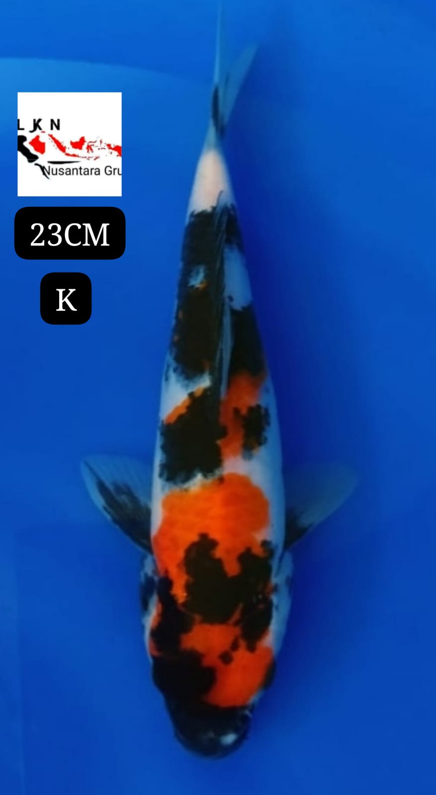 SHOWA ORIGINAL BAHAN KEPPING ISTIMEWA LOKASI IKAN DU BOJONEGORO JAWA TIMUR 23cm