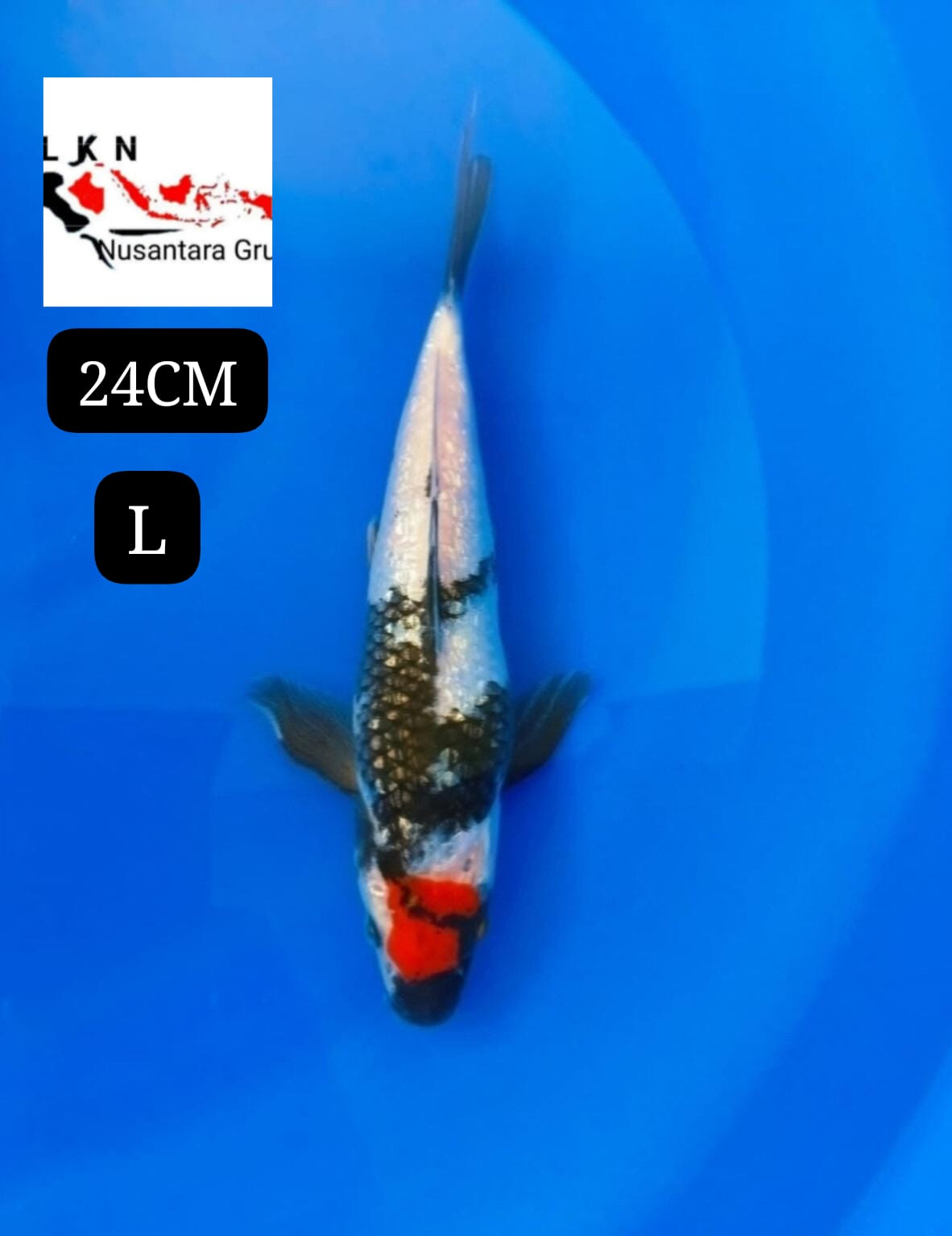 SUPER TC SHOWA GINRIN BAHAN CALON SQ ISTIMEWA LOKASI IKAN DI BOJONEGORO JAWA TIMUR 24cm