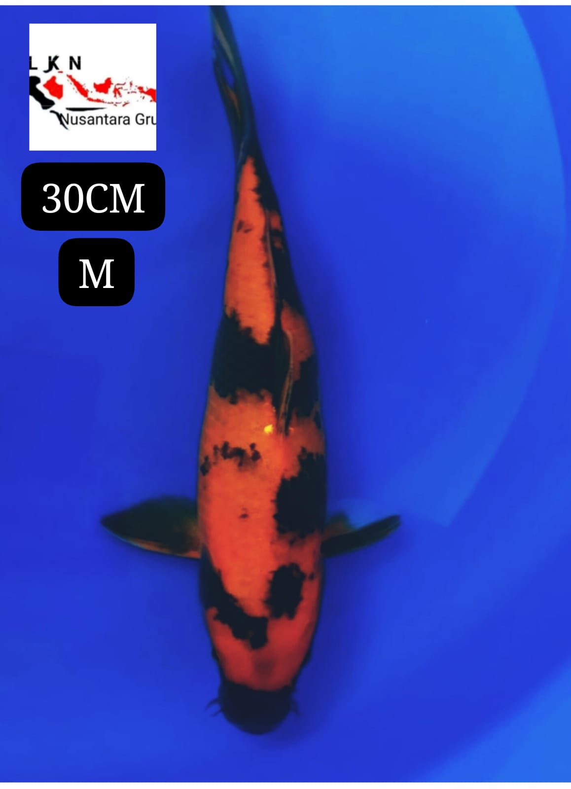 SUPER HIUTSURI TEMBUS PERUT ORIGINAL HIGH QUALITY LOKASI IKAN DI BOJONEGORO JAWA TIMUR 30cm