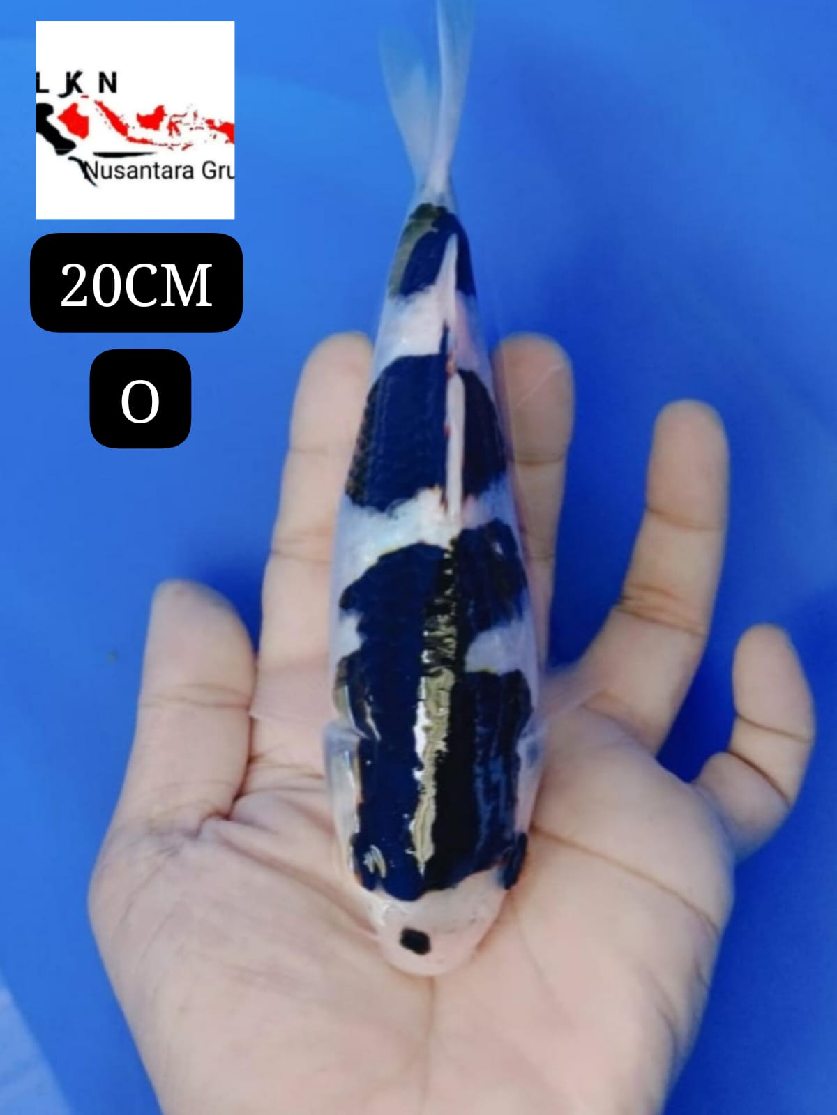 MINION GOROMO SQ BAHAN ISTIMEWA LOKASI IKAN DI BOJONEGORO JAWA TIMUR 20cm