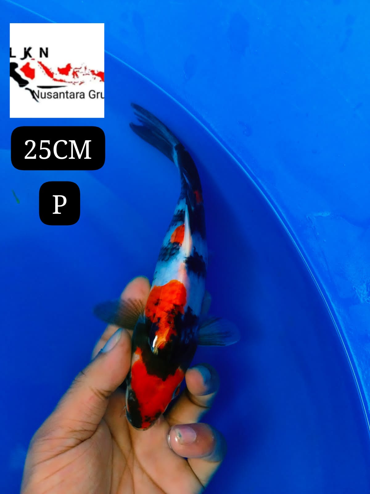 SUPER SHOWA ORIGINAL ISTIMEWA LOKASI IKAN DI BOJONEGORO 25cm