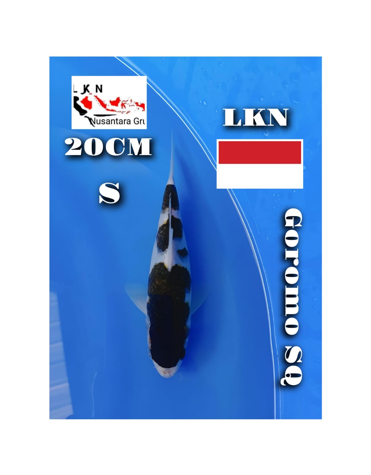 GOROMO SQ LOKASI IKAN BOJONEGORO JAWA TIMUR 20cm