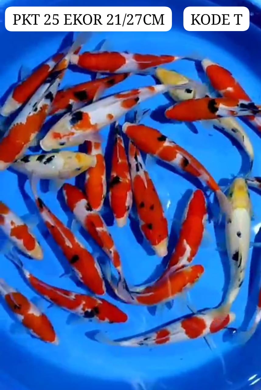 PKT MIX CAMPUR ADA 25 EKOR LOKASI BLITAR JAWA TIMUR 2127cm