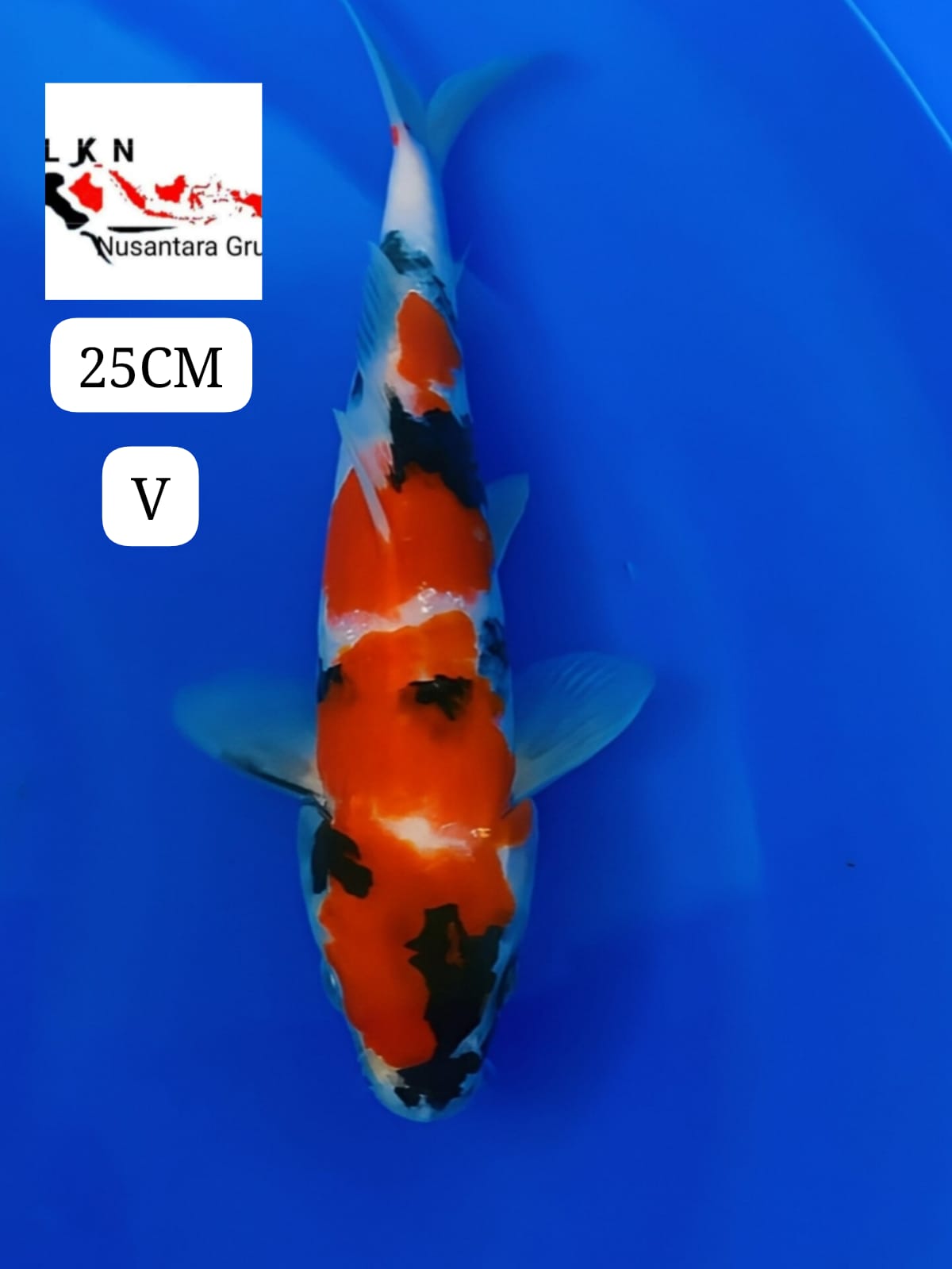 SUPER SHOWA BAHAN KEPPING ISTIMEWA LOKASI BOJONEGORO JAWA TIMUR 25cm