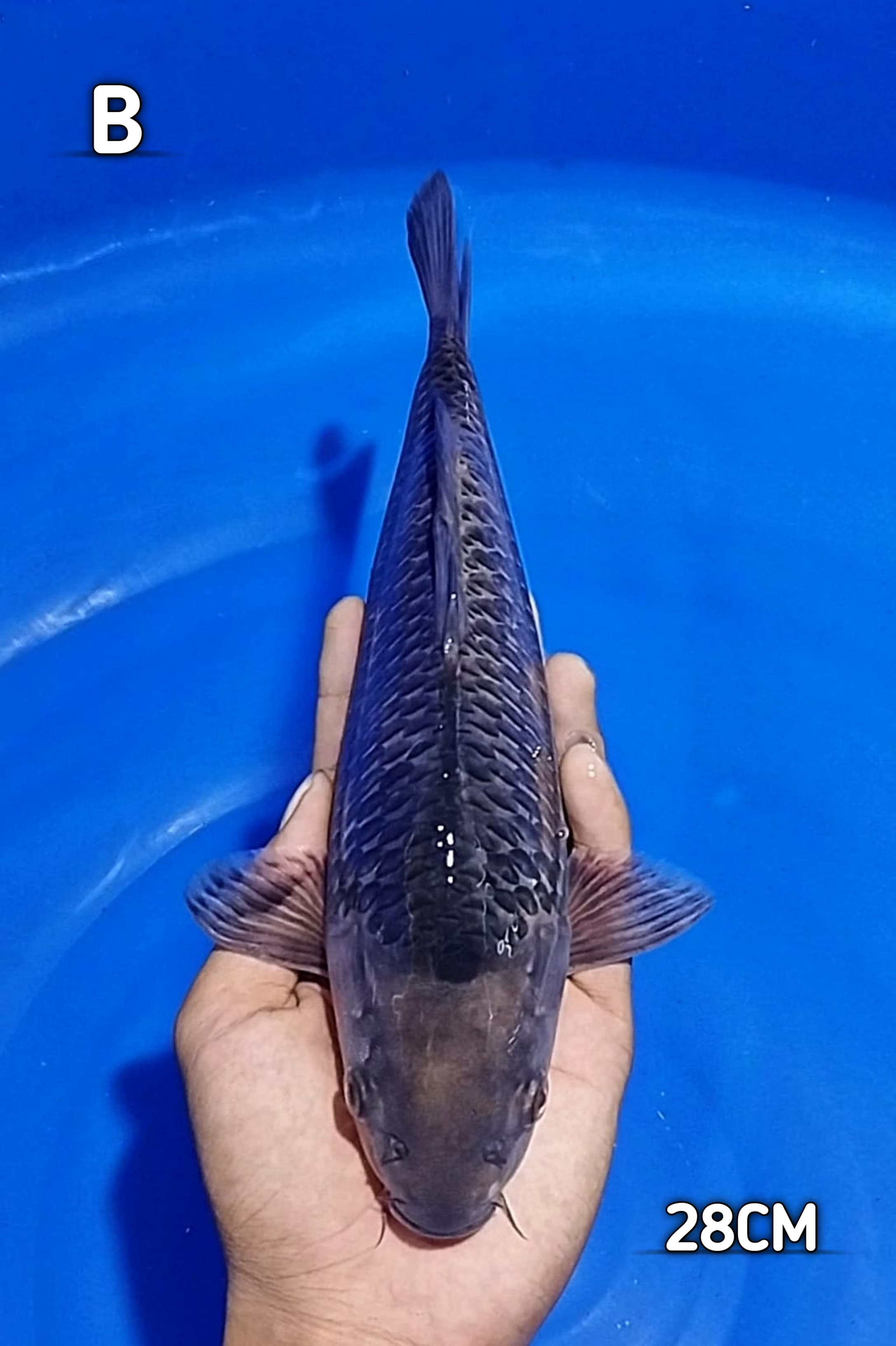 SORAMEL BAHAN KEEPING 28cm