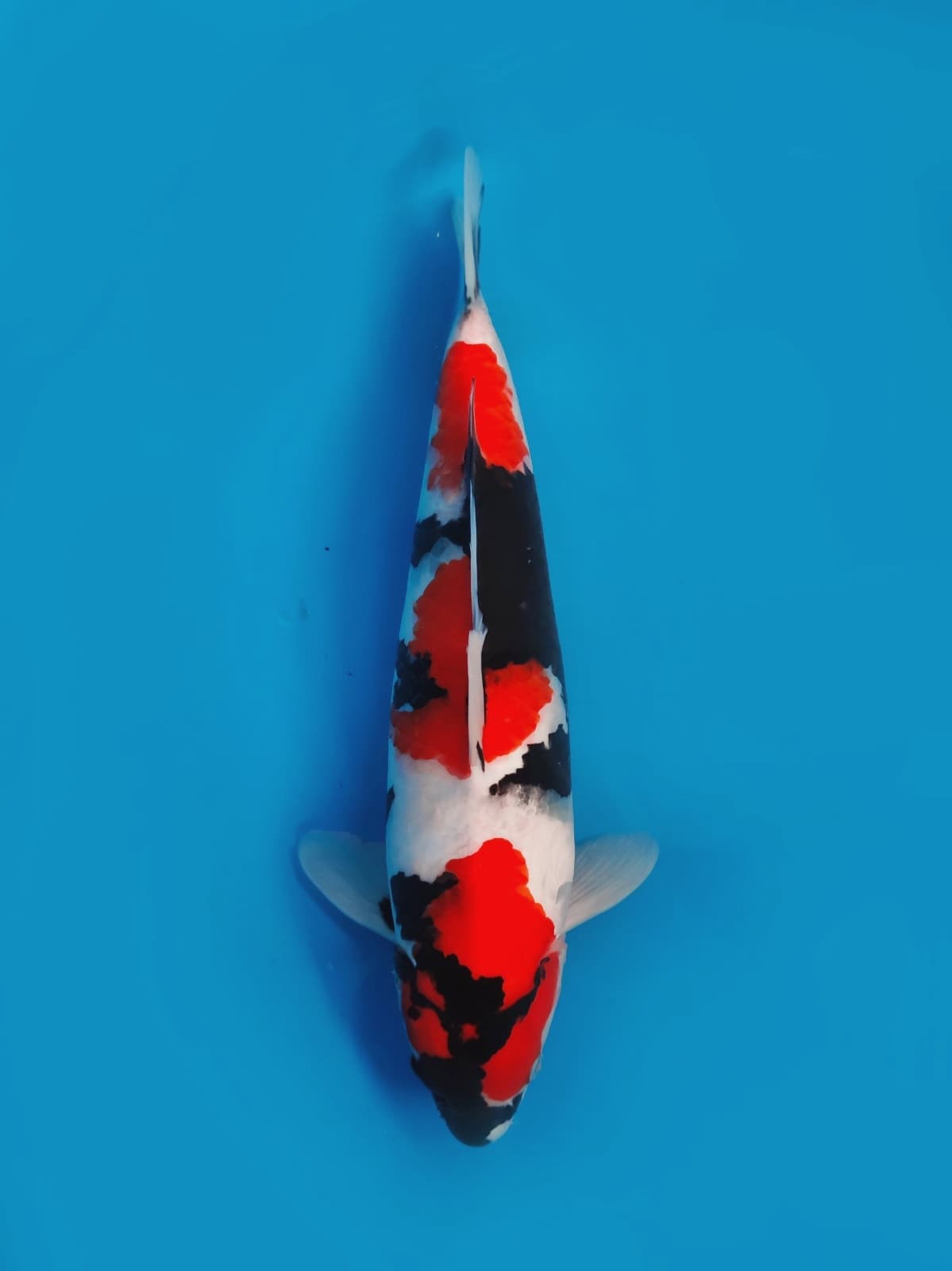 SHOWA SANSHOKU PETIR 38cm