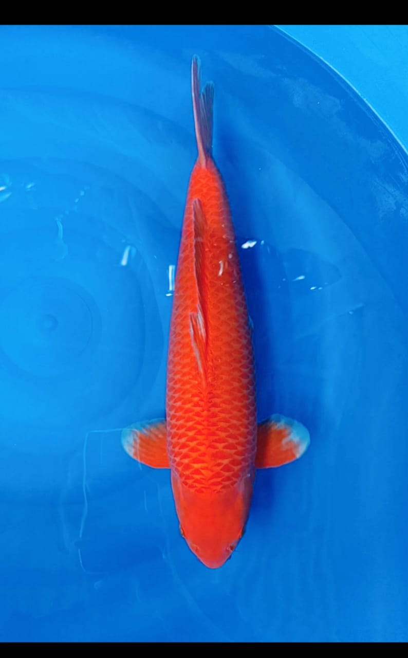RED KARASI MALE SUPER FUKURIN ISTIMEEWA JOSHH 55cm
