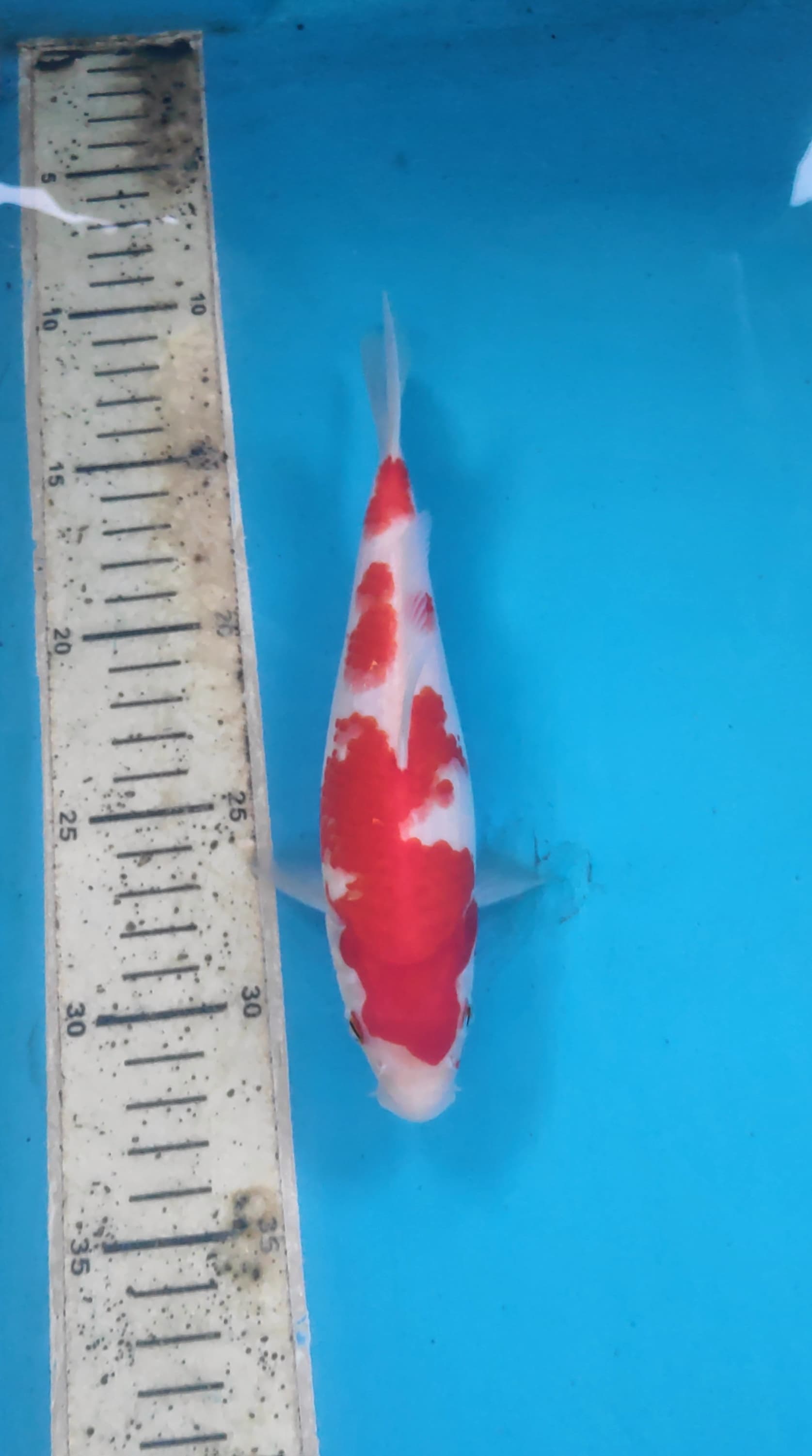 KOHAKU 22cm