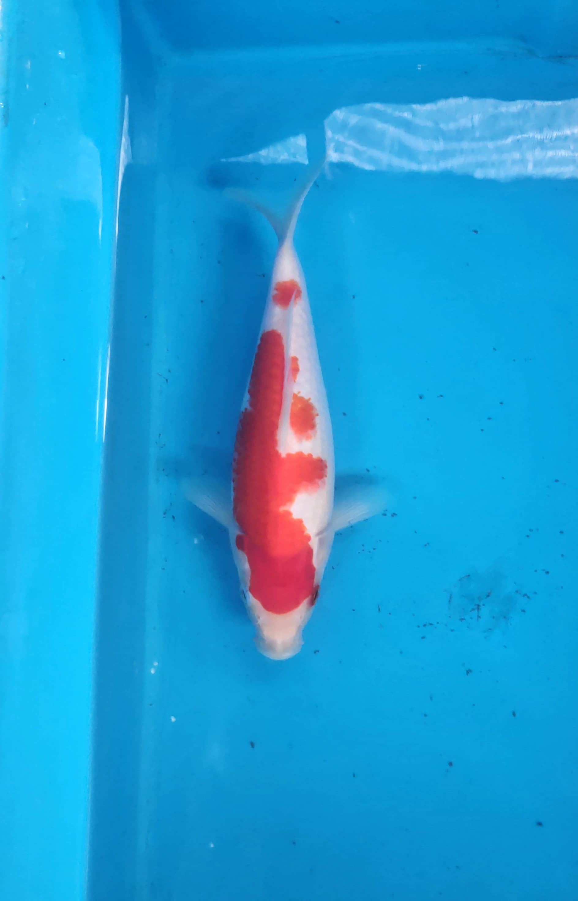 KOHAKU 24cm