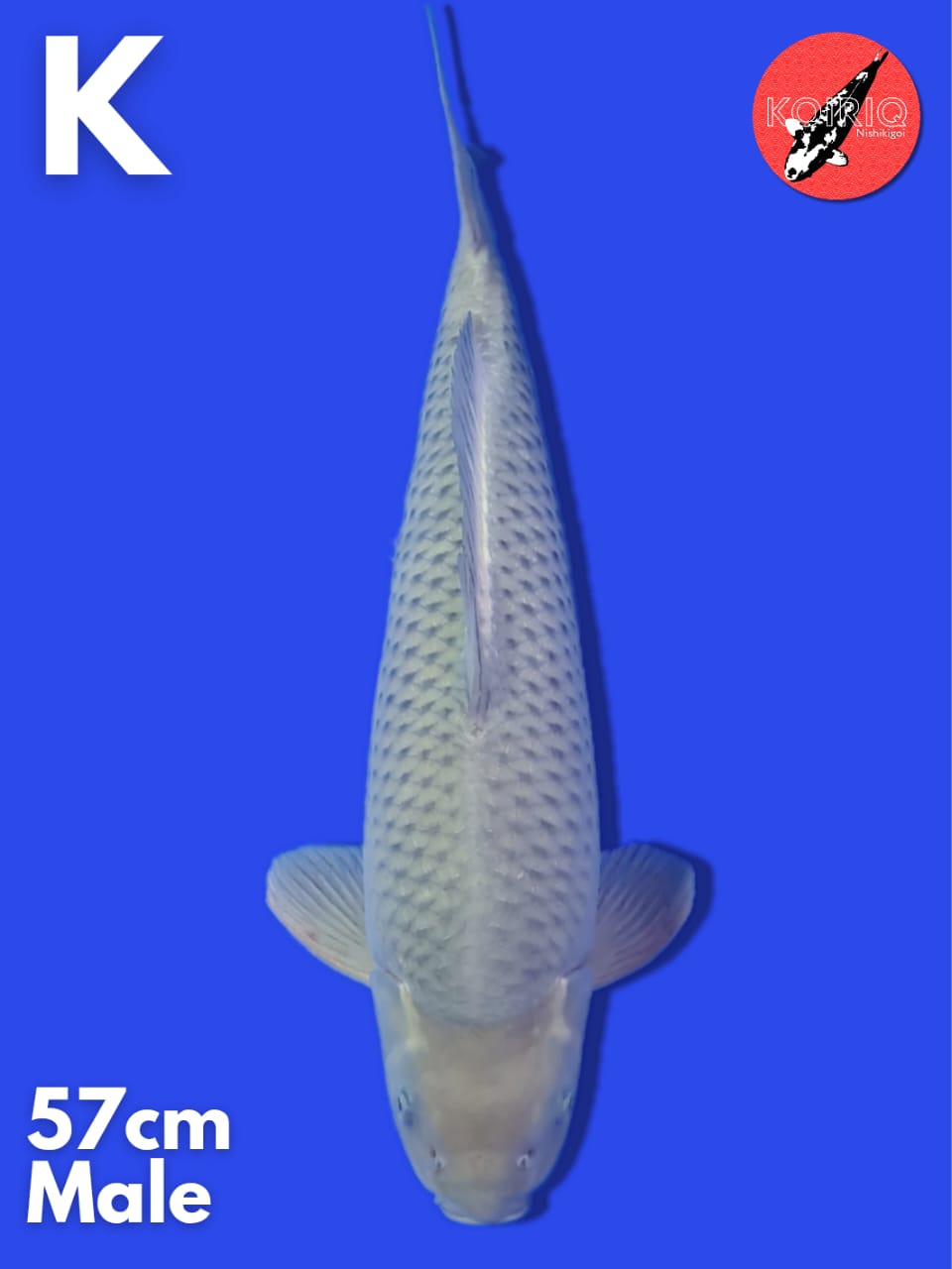 SORAGOI LOKAL MALE 57cm