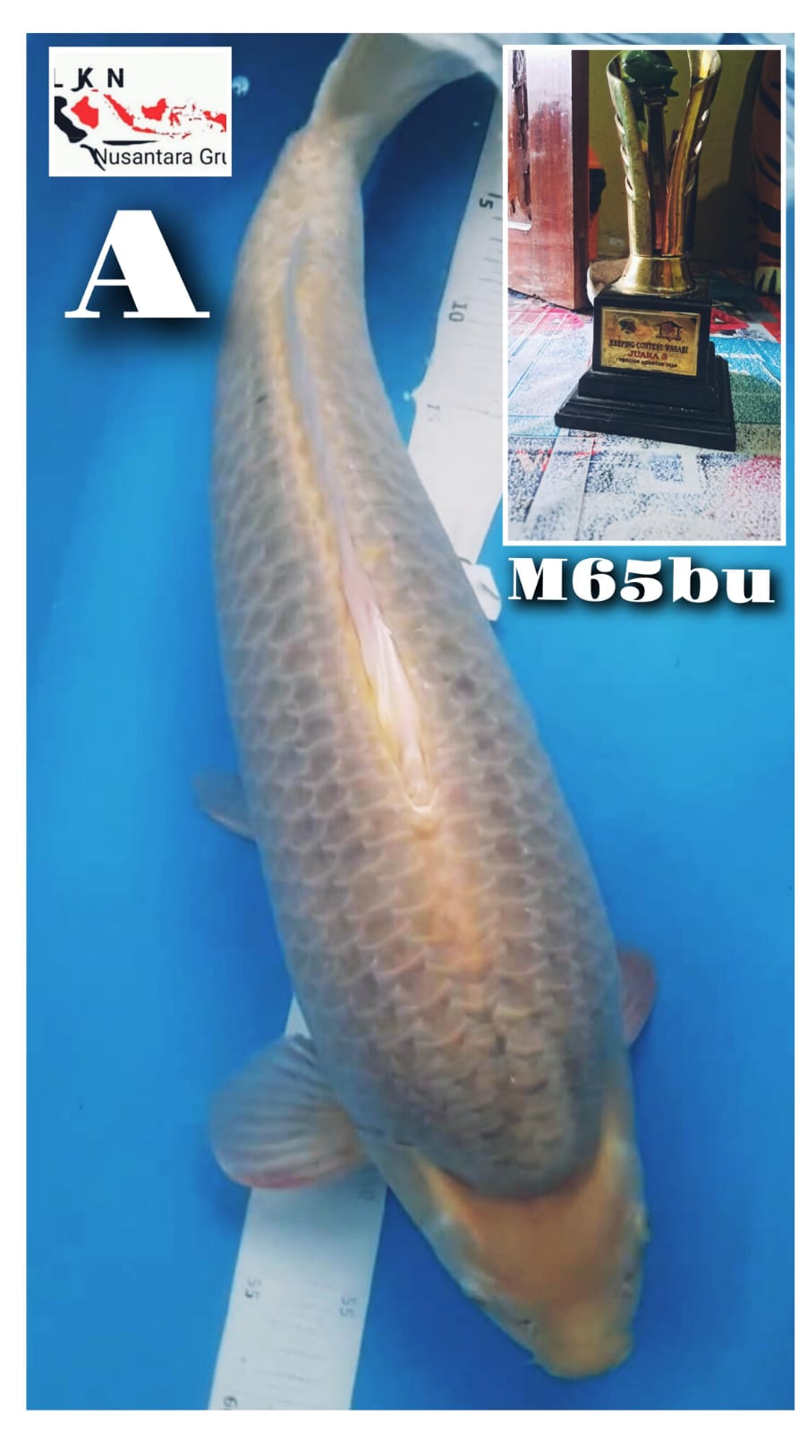 SUPER JUMBO WASABI INCLUDE TROPY NON CERTY IKAN PRESTASI KEPPING KONTES LOKASI IKAN DI BLITAR 65BU 63cm