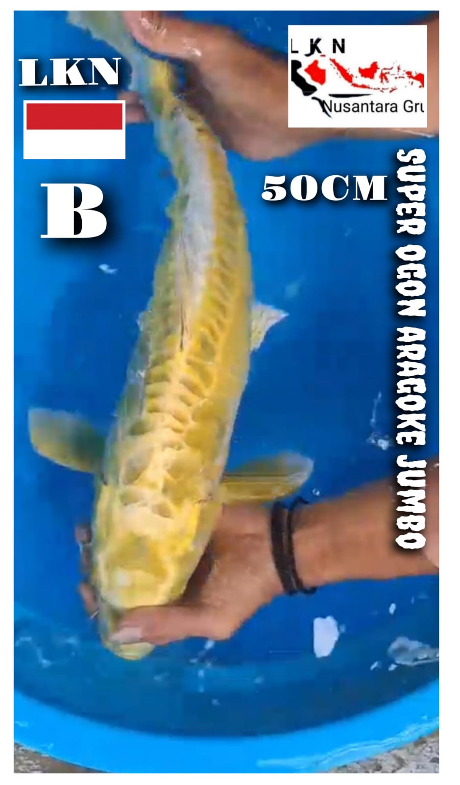 SUPER OGON HARIWAKE JUMBO IKAN LOKASI DI BLITAR 50cm