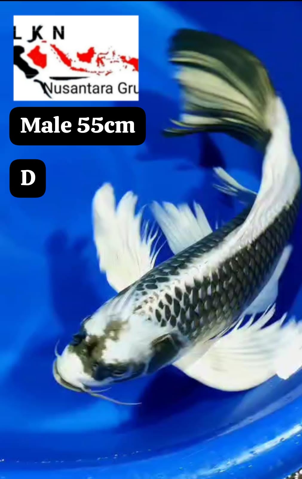 SUPER KUMPAY KABUTO PENARI KOLAM ISTIMEWA LOKASI IKAN DI BLITAR 55cm