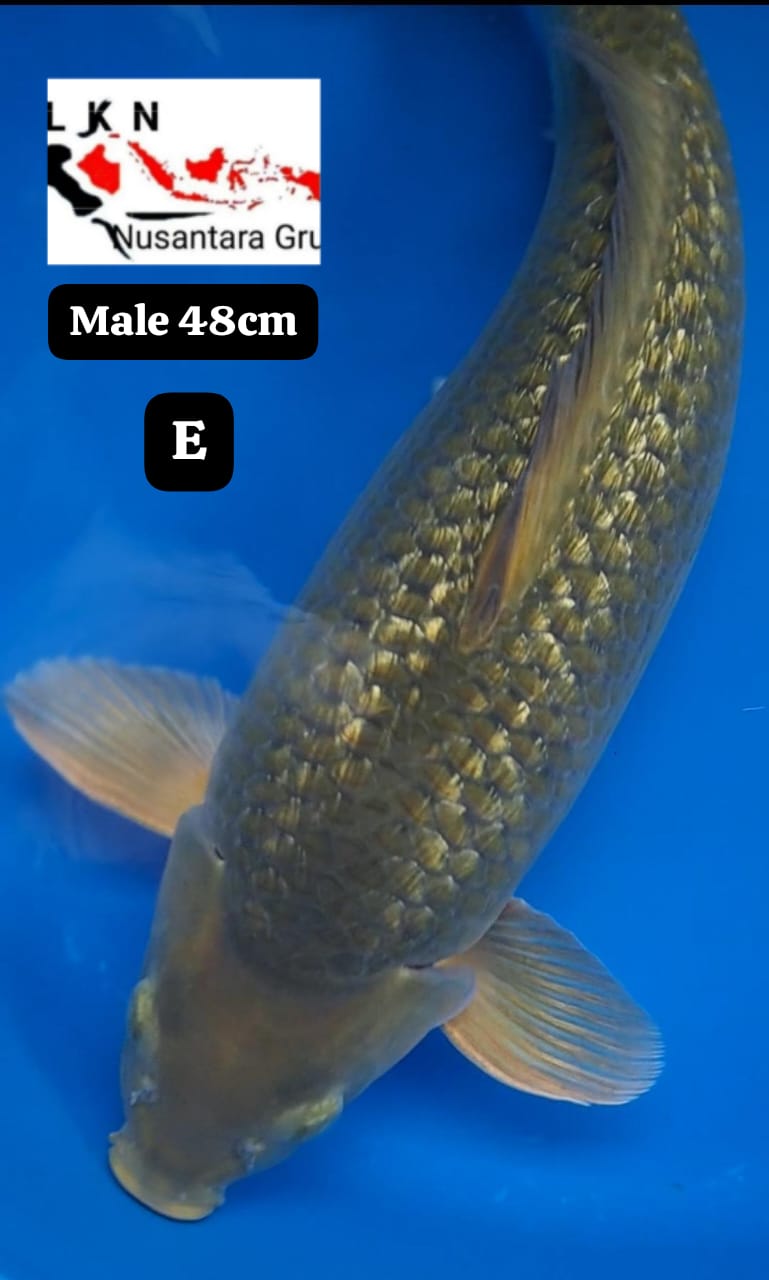 CAGOI GINRIN JUMBO ISTIMEWA LOKASI BLITAR 48cm