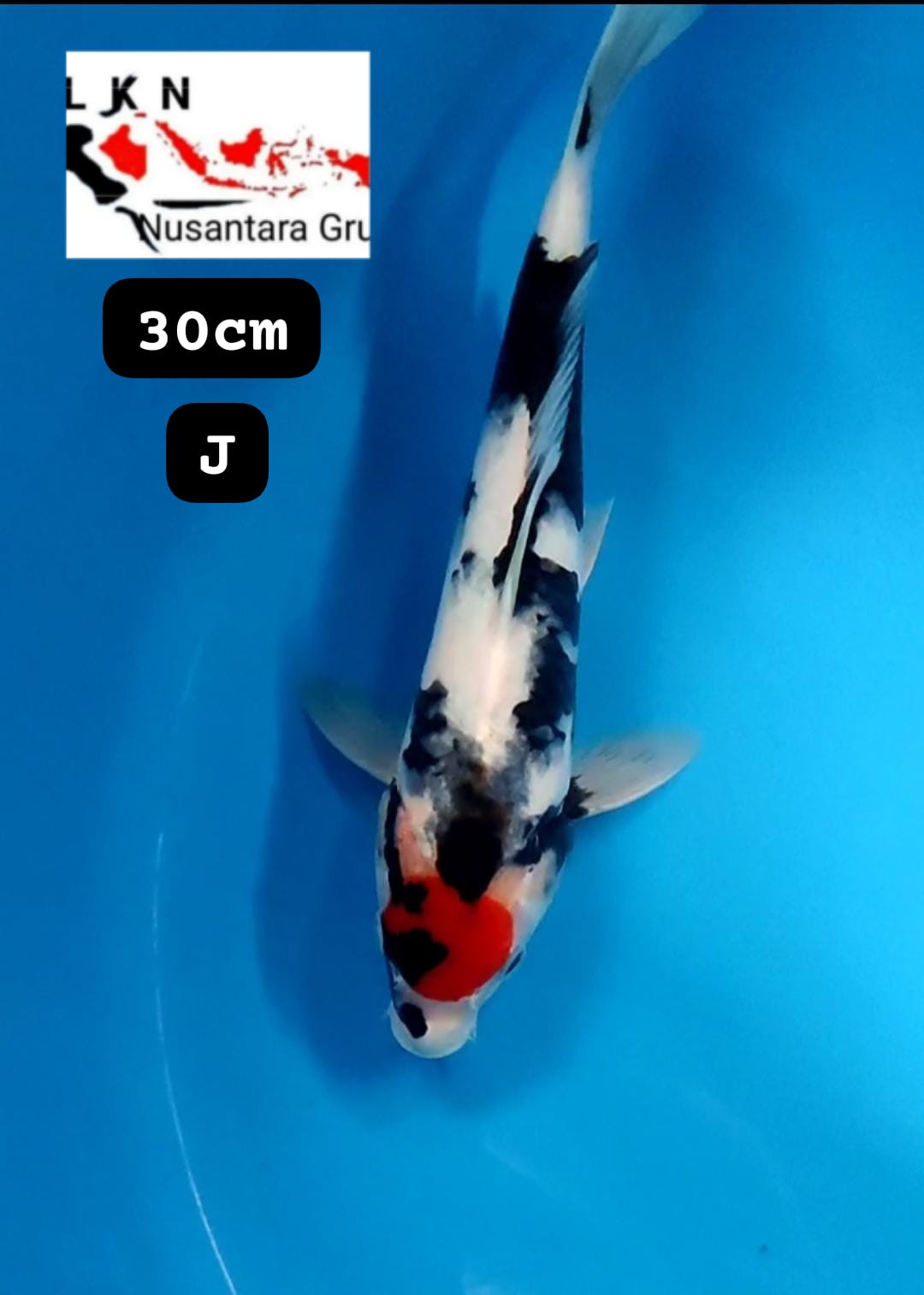 TC SHOWA LOKASI BLITAR 30cm