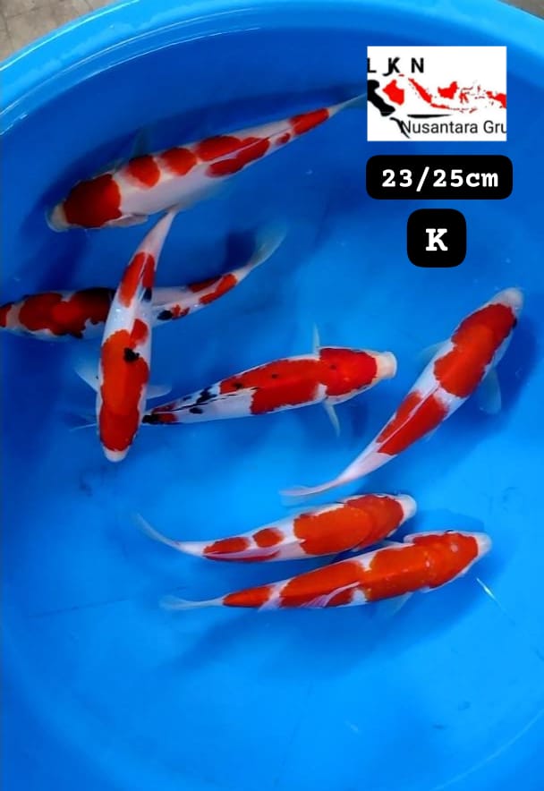PKT 7 EKOR KOHAKU SHANKE ORIGINAL LOKASI BLITAR 2325cm