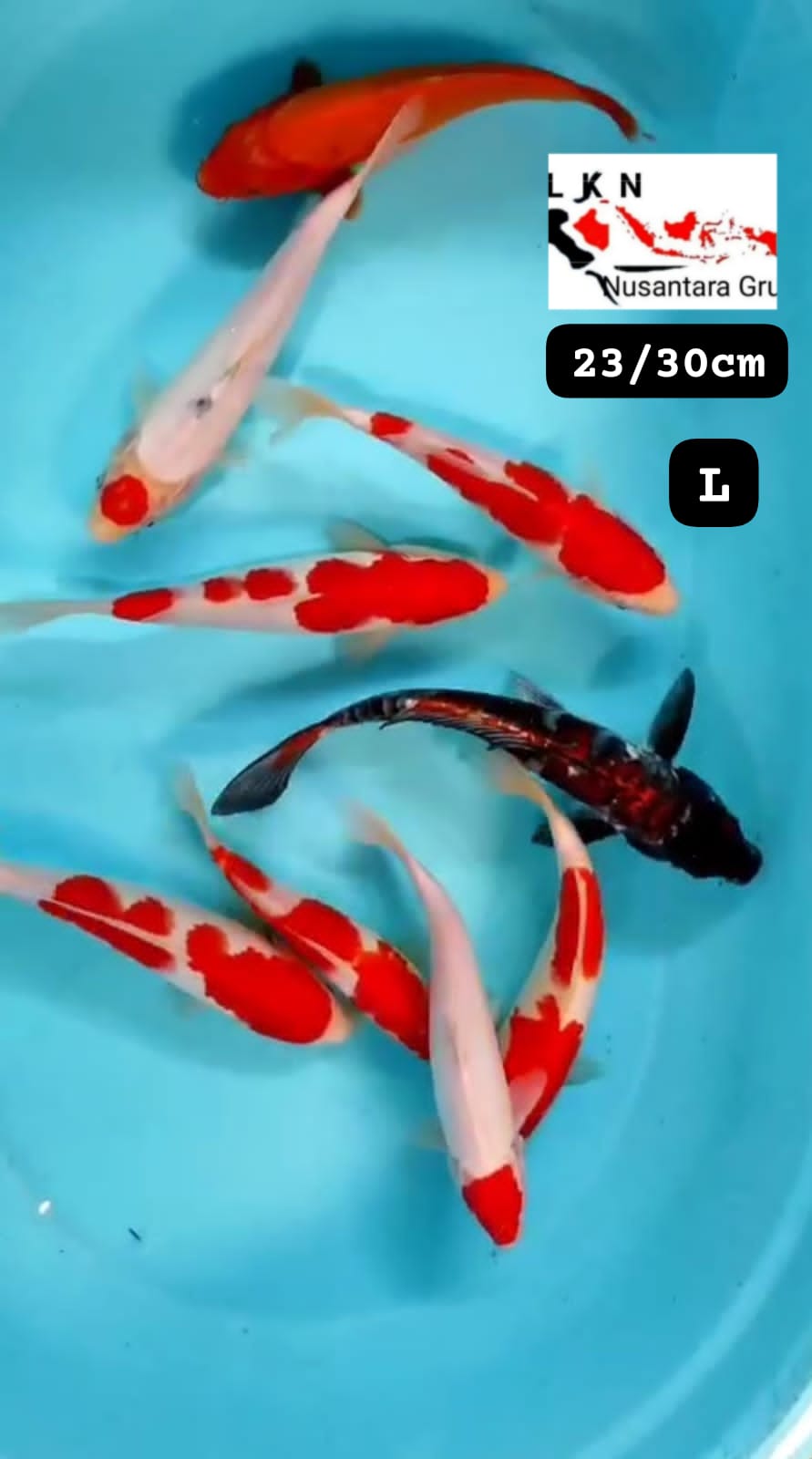 PKT MIX 9 EKOR KOHAKU CAMPUR LOKASI BLITAR 2329cm