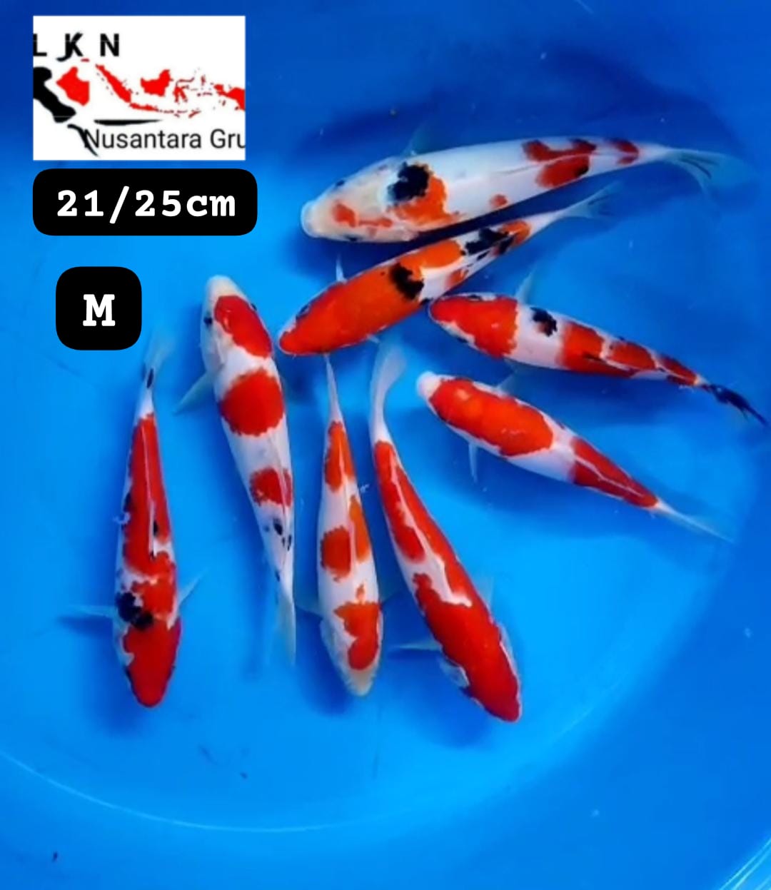 PKT 8 EKOR KOHAKU SHANKE ORIGINAL LOKASI BLITAR 2125cm
