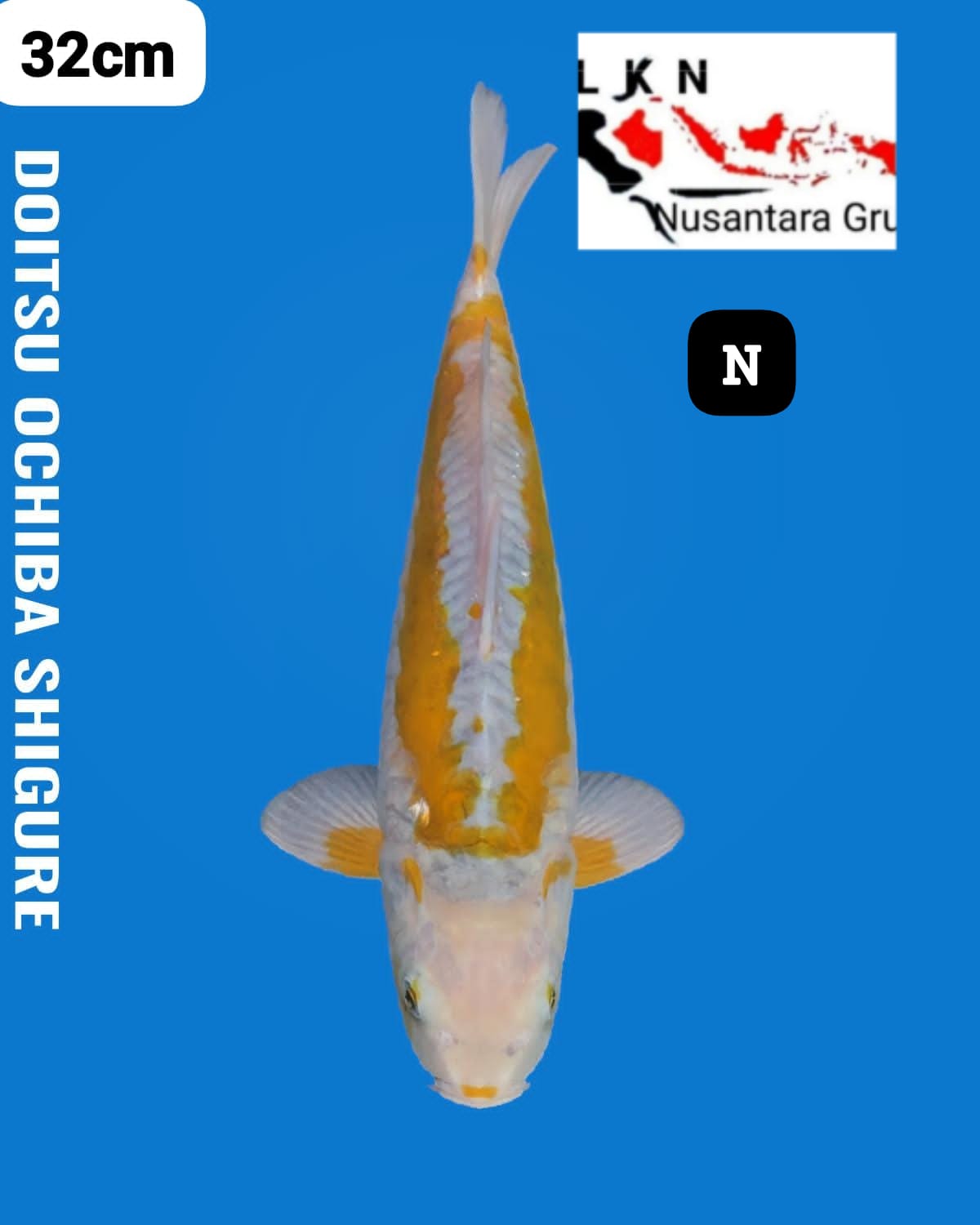 DOITSU OCHIBA SIGHURE ISTIMEWA LOKASI IKAN DI BLITAR 30cm