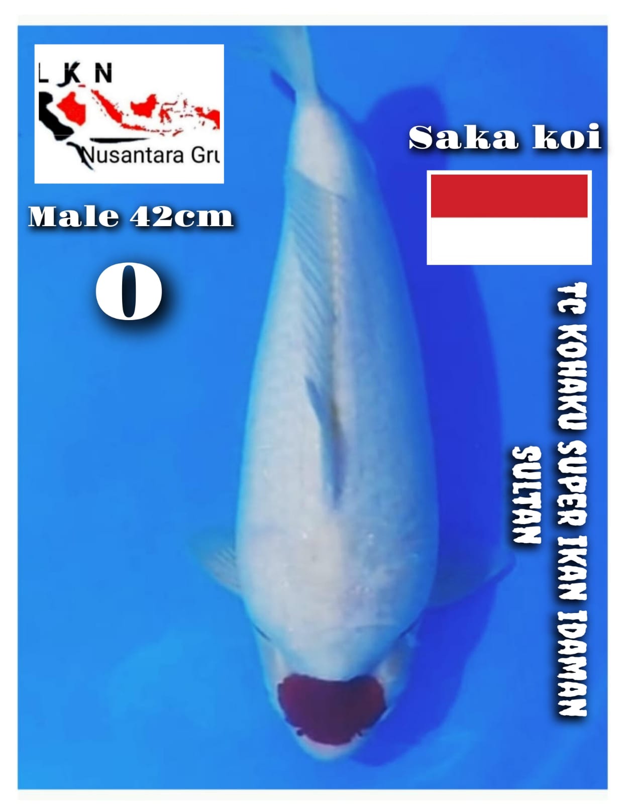SUPER TC KOHAKU MALE SAKA KOI JOGJA NOTE ADA SEDIKIT SISIK NGLUPAS IKAN SEHAT AMAN SIAP KIRIM LOKASI IKAN DI MADIUN 42cm