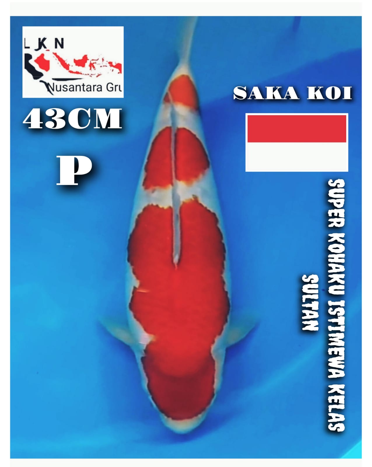 SUPER KOHAKU ISTIMEWA KELAS SULTAN BRED SAKA KOI JOGJA LOKASI MADIUN 43cm
