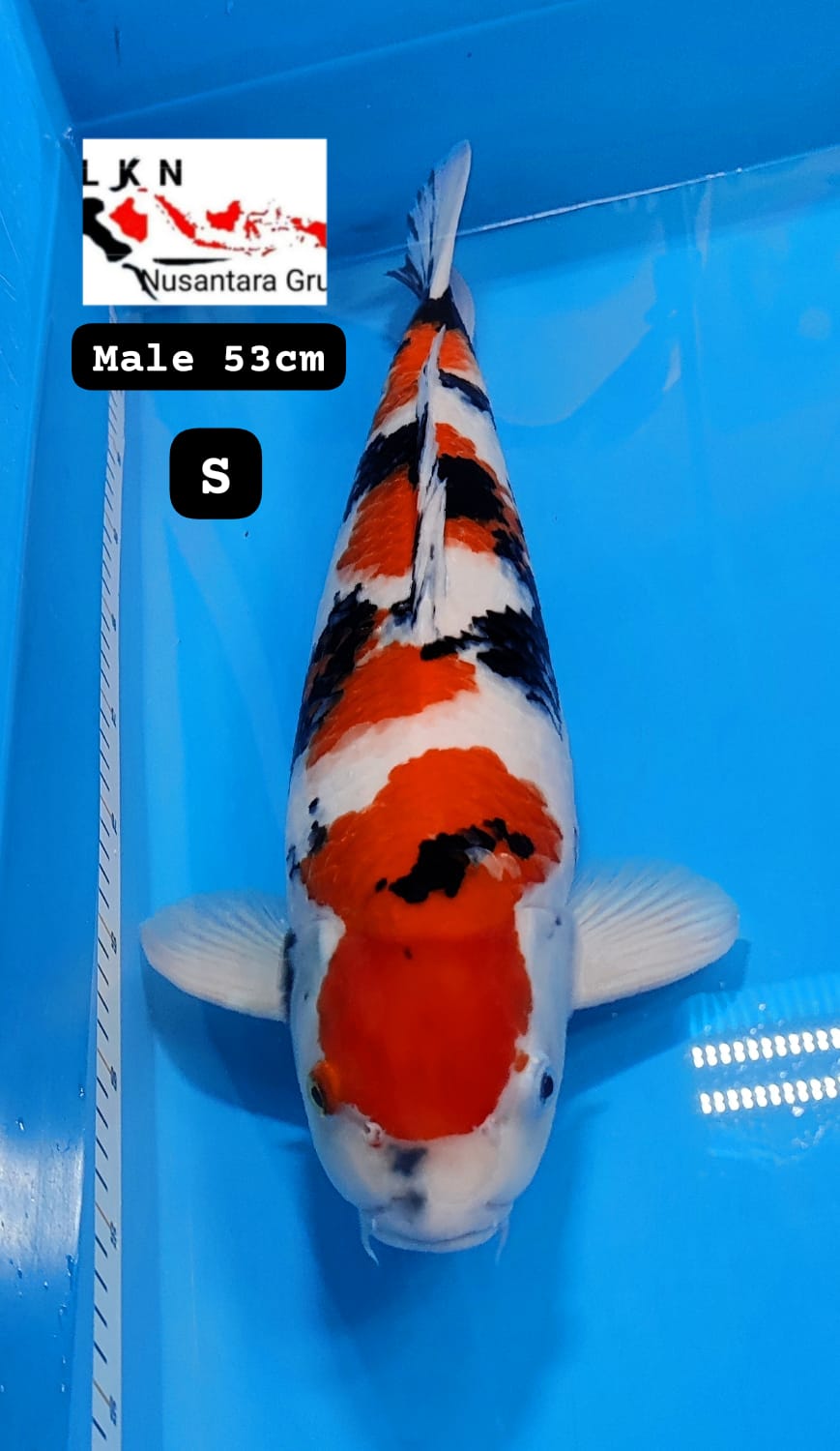 SUPER SHOWA GOOD BODY ISTIMEWA JUMBO MALE IDAMAN PARA SULTAN LOKASI DU BLITAR 53cm