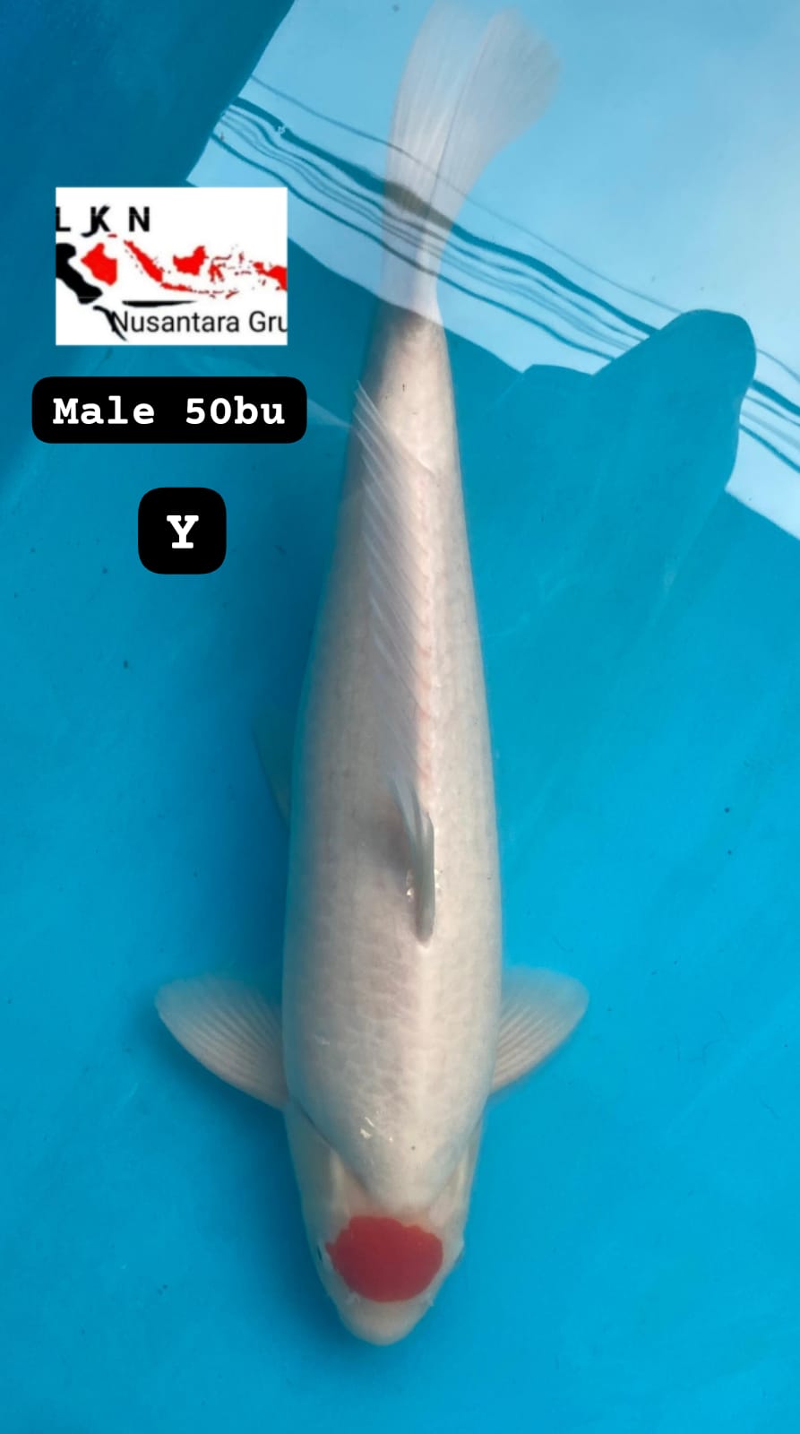 THANCO KOHAKU MALE ISTIMEWA LOKASI KARAWANG 49cm