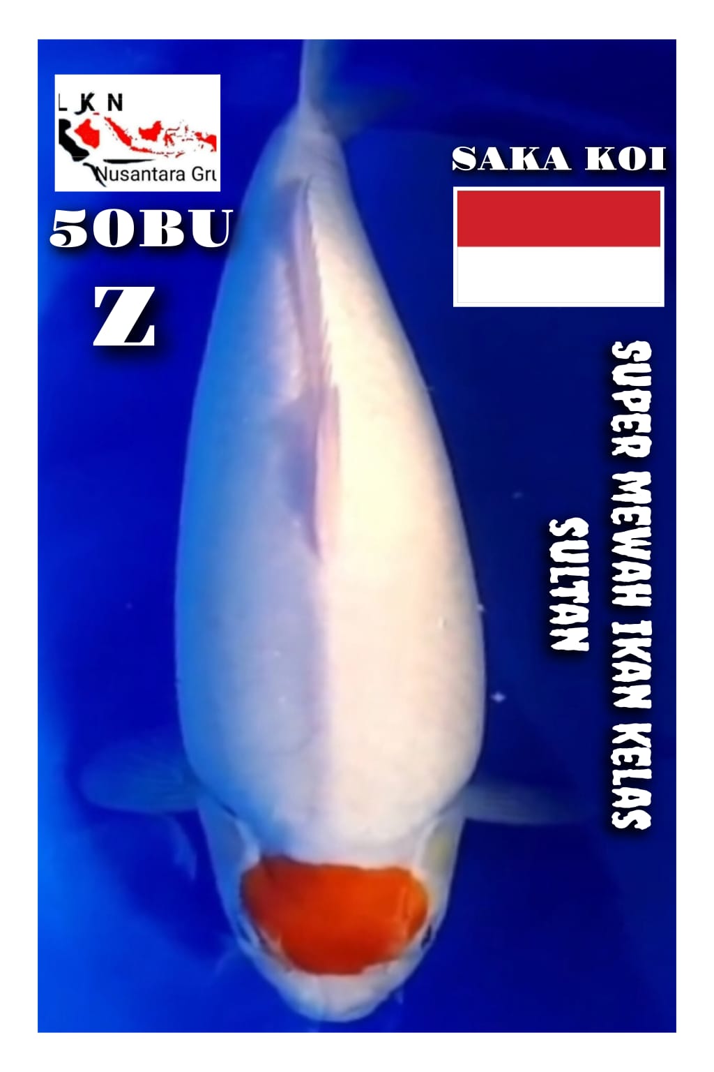 SUPER THANCO MEWAH IKAN KELAS SULTAN ISTIMEWA LOKASI MADIUN 50BU 48cm