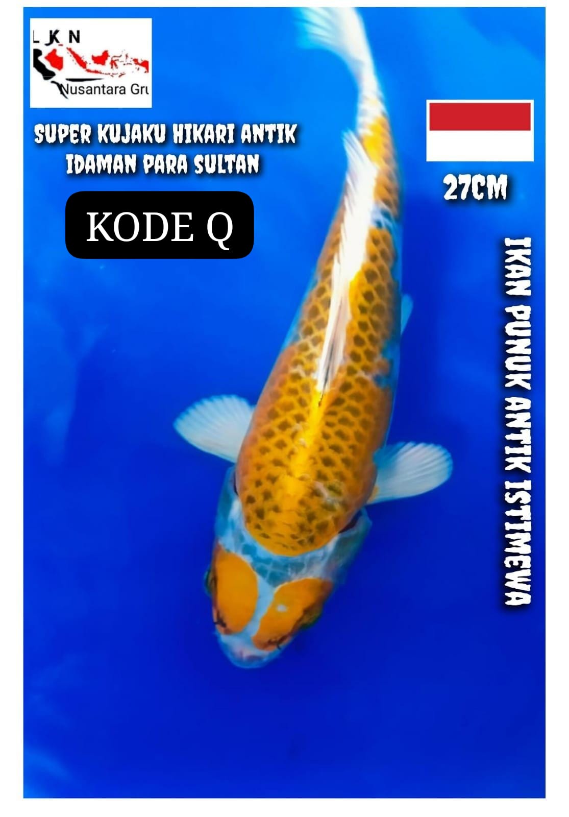 SUPER KUJAKU KUNING ANTIQUEN LOKASI DI BOJONEGORO 27cm