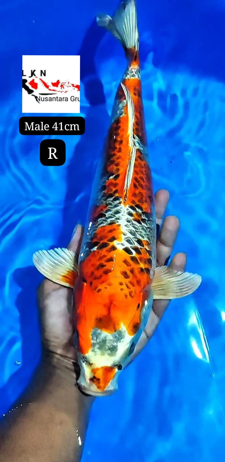 SUPER RED KUJAKU MALE LOKASI BLITAR 41cm