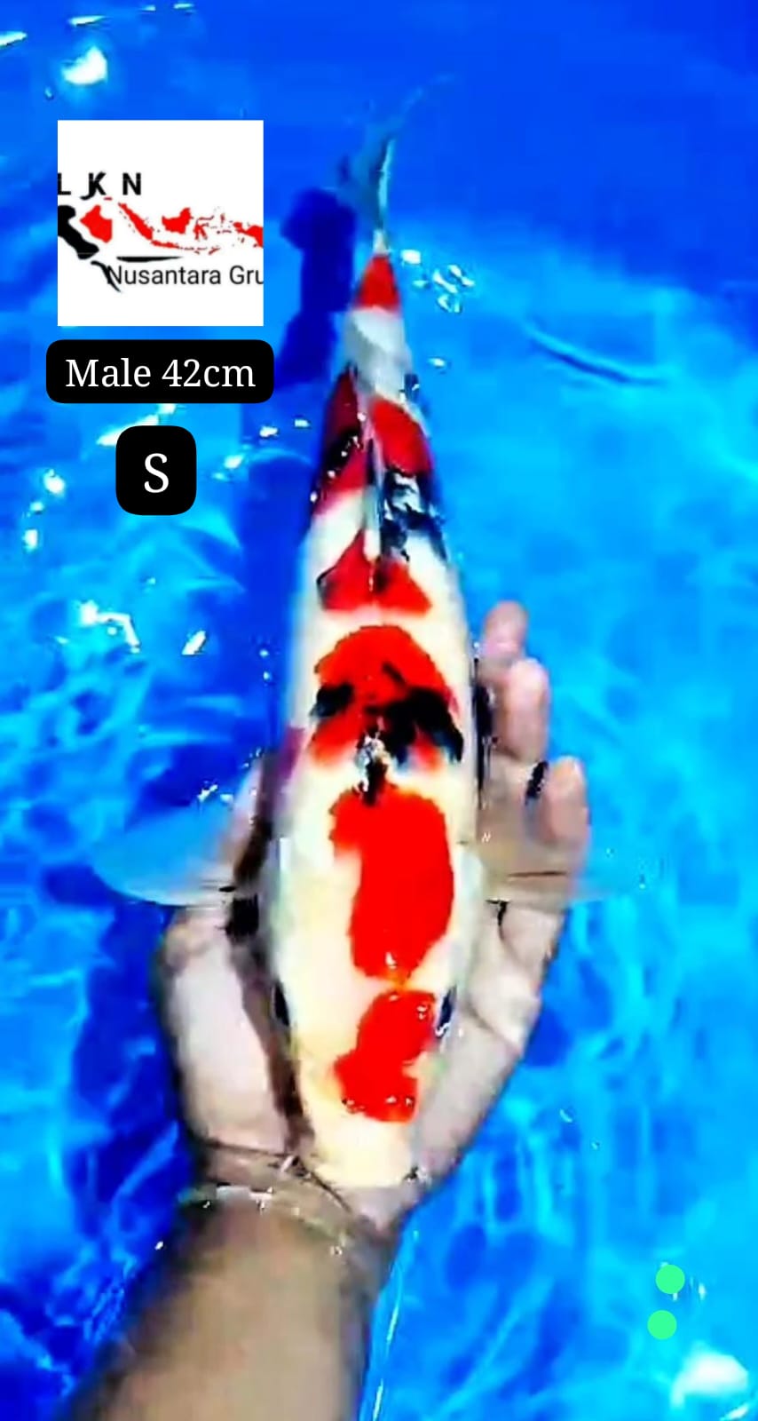 GHOSANKE MALE LOKASI BLITAR 42cm