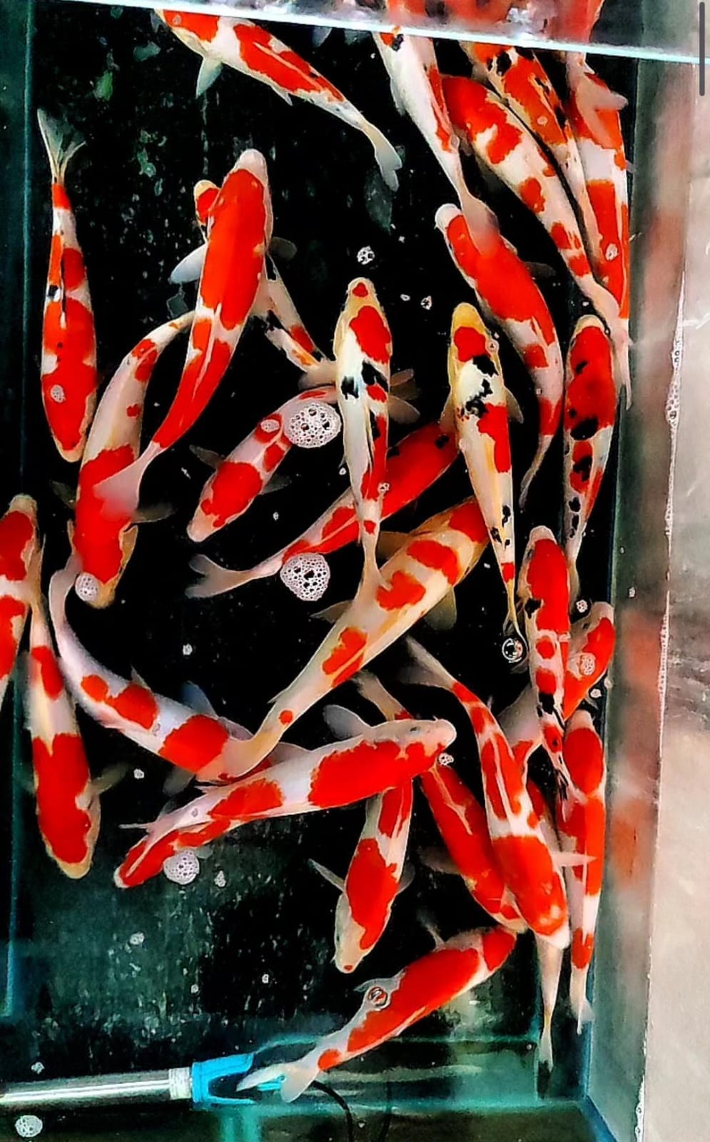 MIX KOHAKU SHANKE ADA 40 EKOR LOKASI BLITAR 2532cm