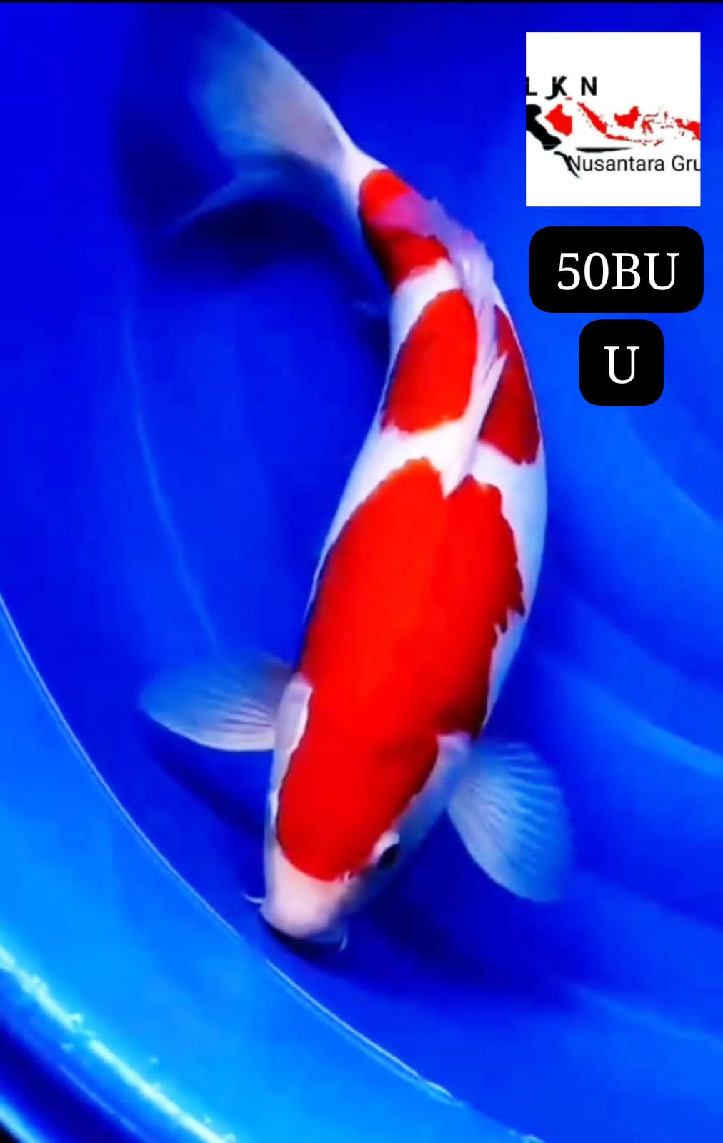 SUPER KOHAKU STEP ISTIMEWA LOKASI BLITAR 50BU 48cm