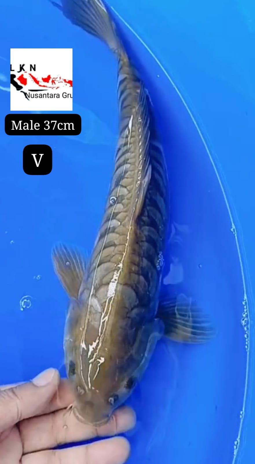 SUPER SORAGOI ARAGOKE MALE SISIK NAGA ISTIMEWA LOKASI IKAN DI BOJONEGORO 37cm