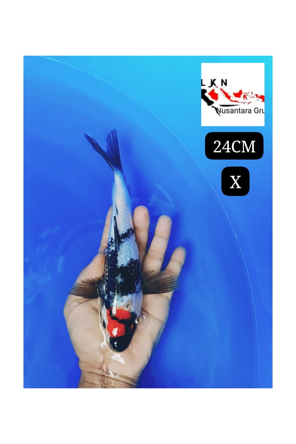 MINION TC SHOWA GINRIN LOKASI BOJONEGORO 24cm