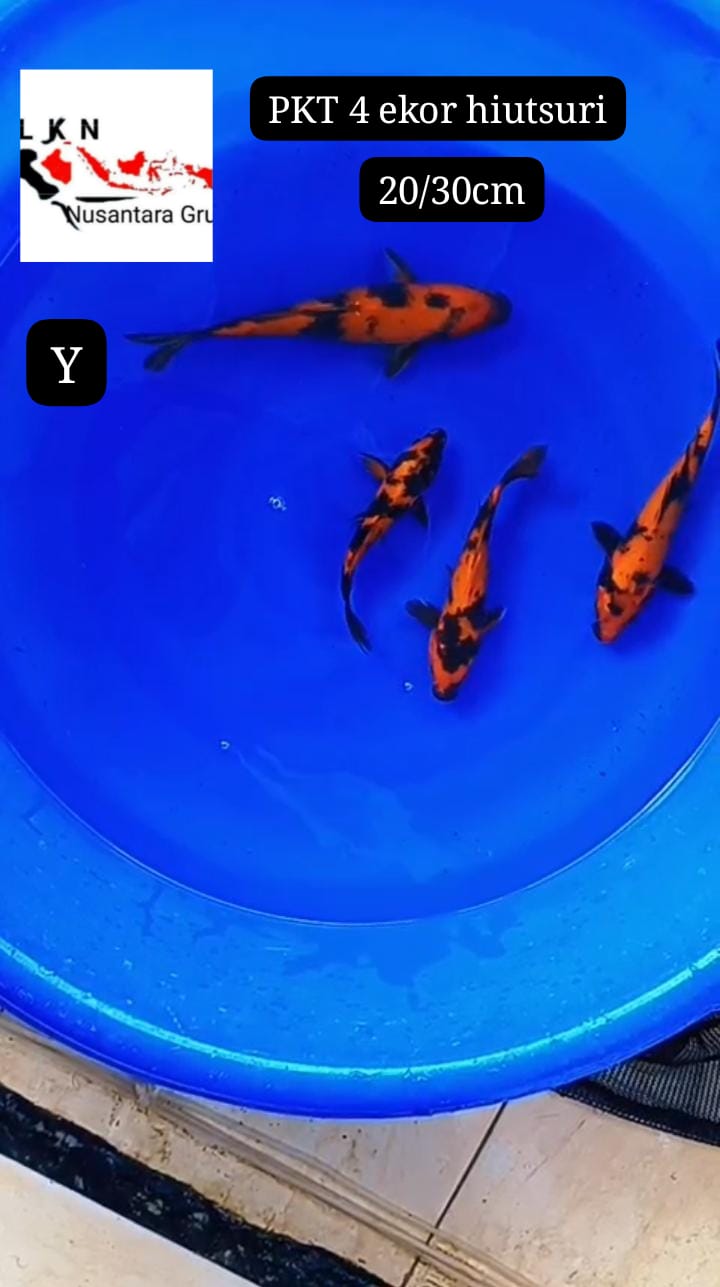 PKT 4 EKOR HIUTSURI CALON SQ JOS 2030cm LOKASI BOJONEGORO 2030cm