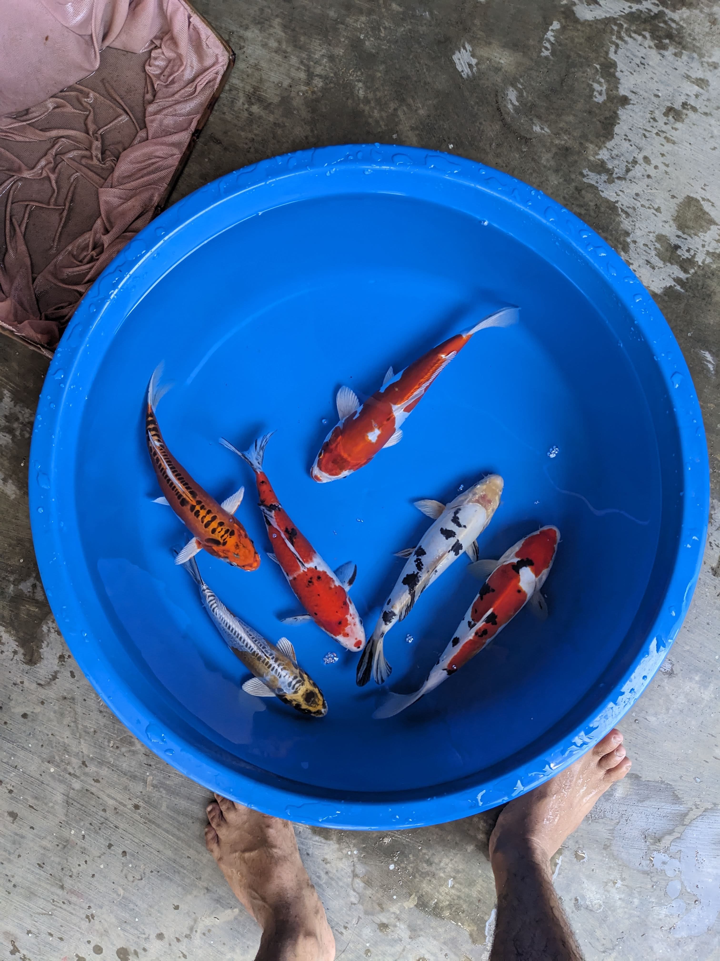 PAKET 6EKOR MIX ANTIKAN 2226cm