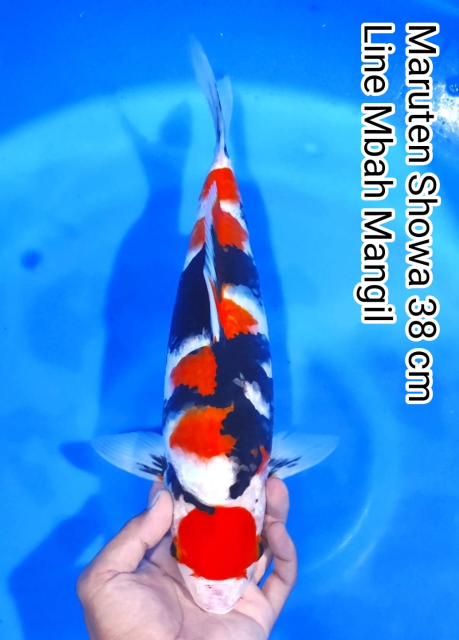 MARUTEN SHOWA LINE MBAH MANGIL 38cm