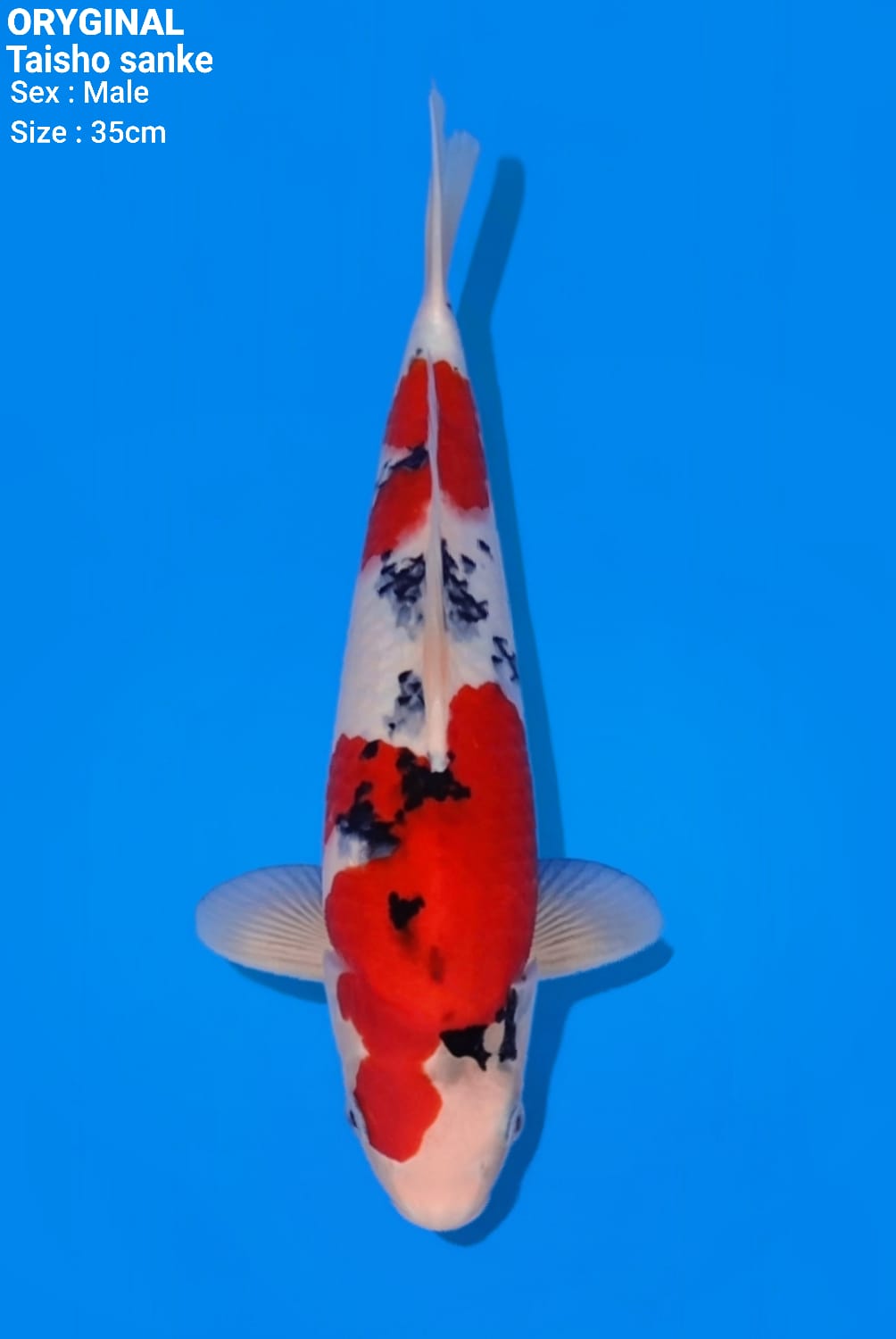 TAISHO SANKE SQ IKAN SULTAN COCOK UNTUK KEEP ORYGINAL 35cm