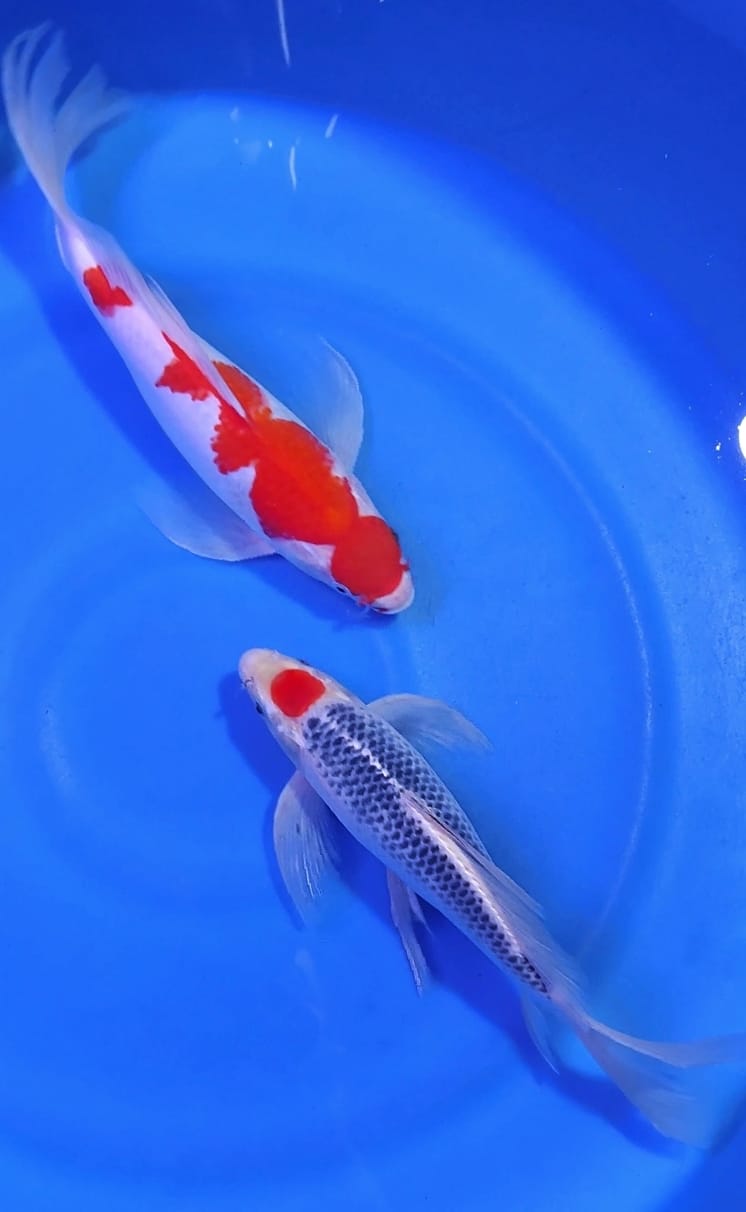 KUMPAY LANGKA TANCHO GHOSIKI DAN INAZUMA QUALITY PENARI KOLAM 3133cm