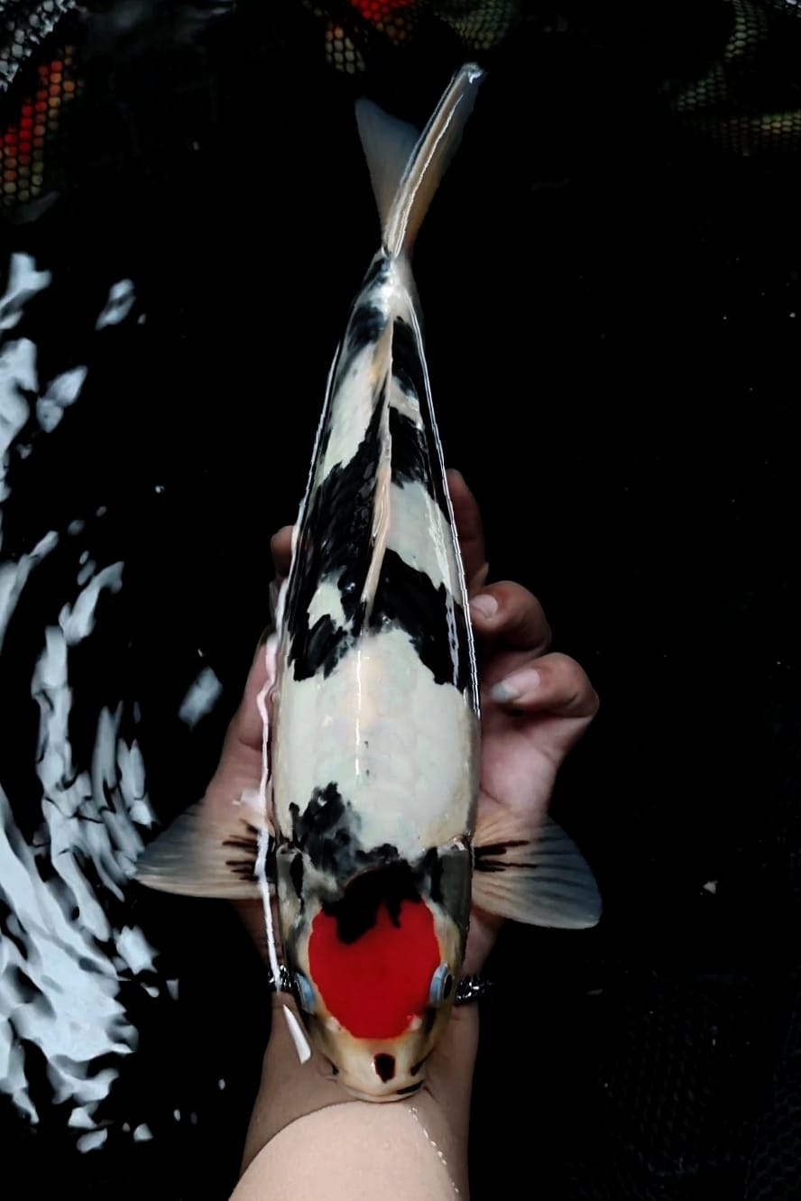 SUPER QUALITY TACHO SHOWA DOITSU SQ BAHAN KEEP ORYGINAL 35cm