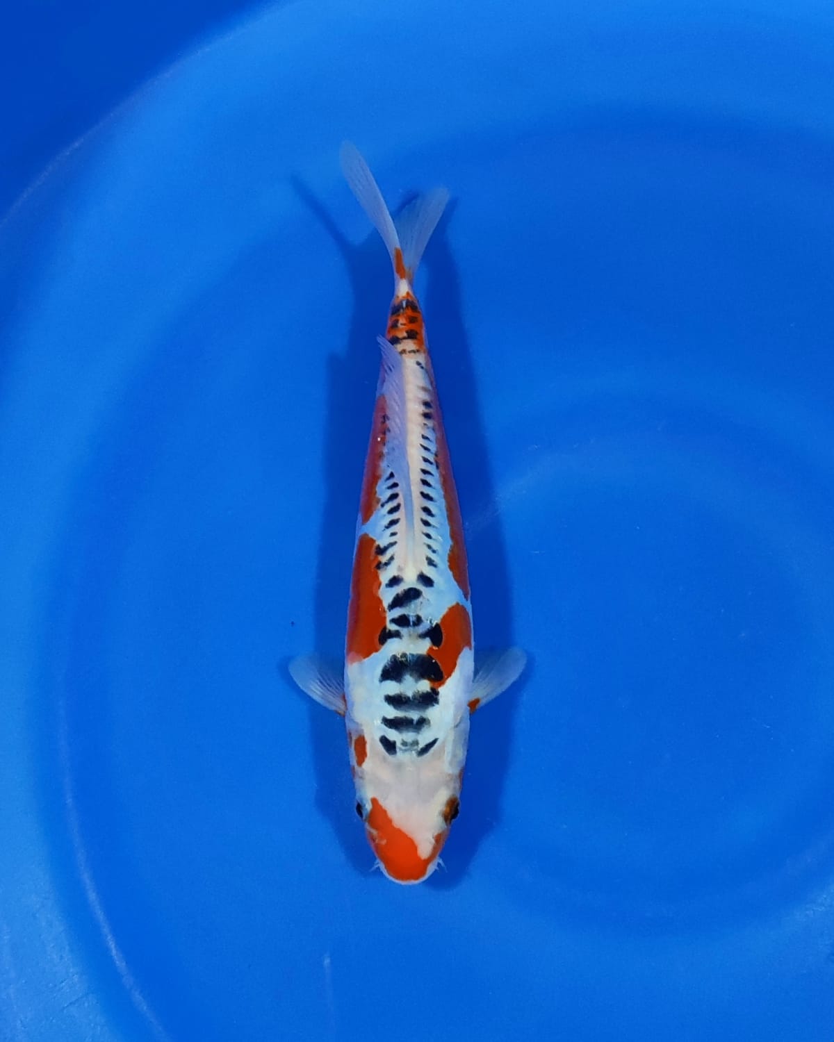 HANA SUSHUI HQ COCOK UNTUK KOLEKSI IKAN CAKEP 27cm