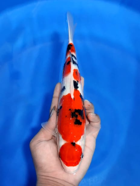 MARUTEN SANKE HQBUAT KOLEKSI SANGAT MASUK 29cm