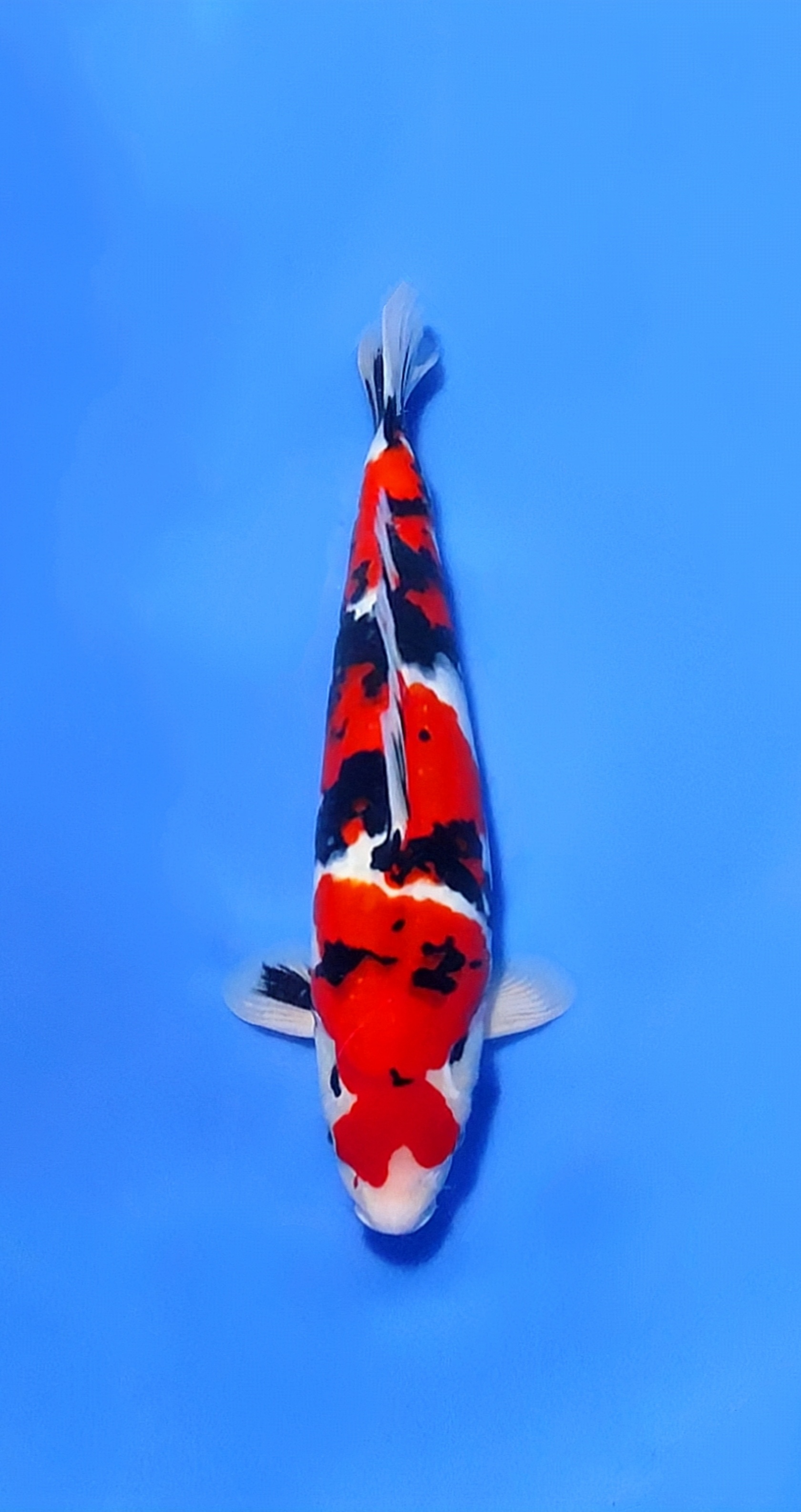 TAISHO SANKE MALE 42cm