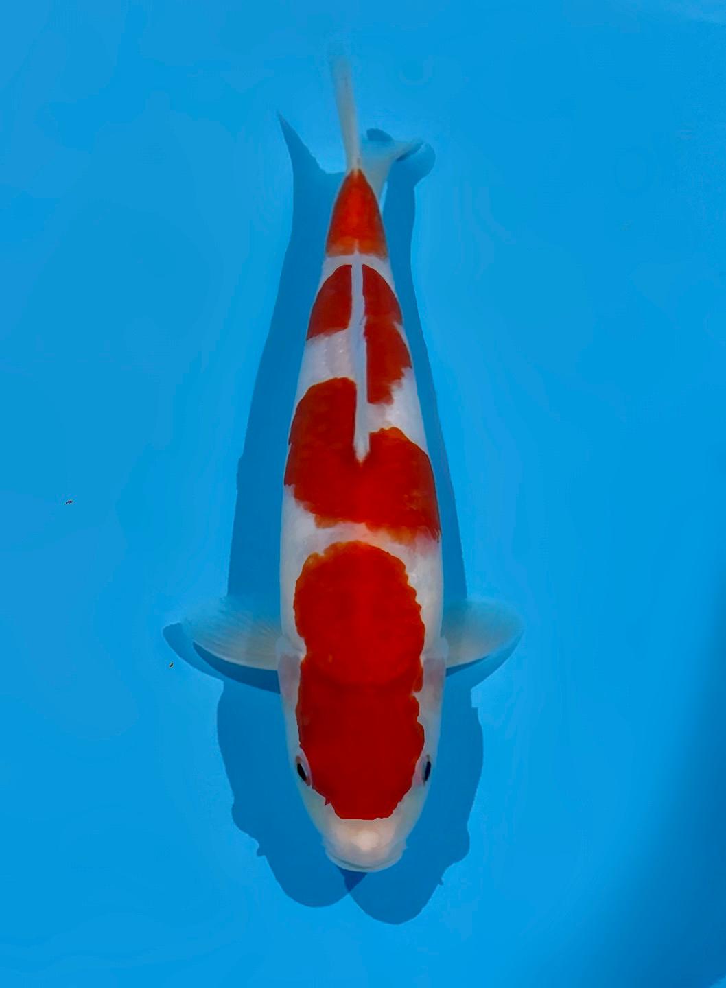 KOHAKU AKF BLOODLINE 35cm